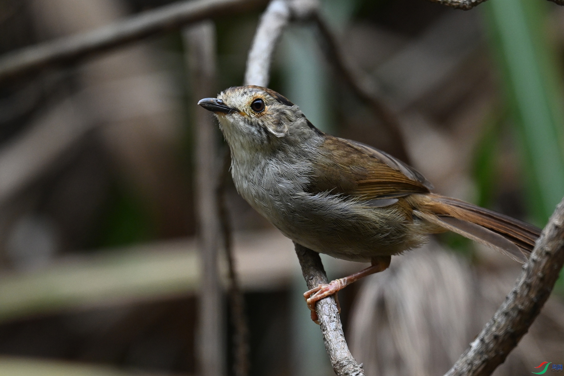 DSC_0282.JPG