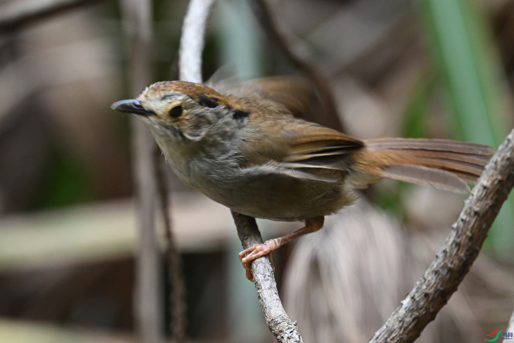 DSC_0285.JPG