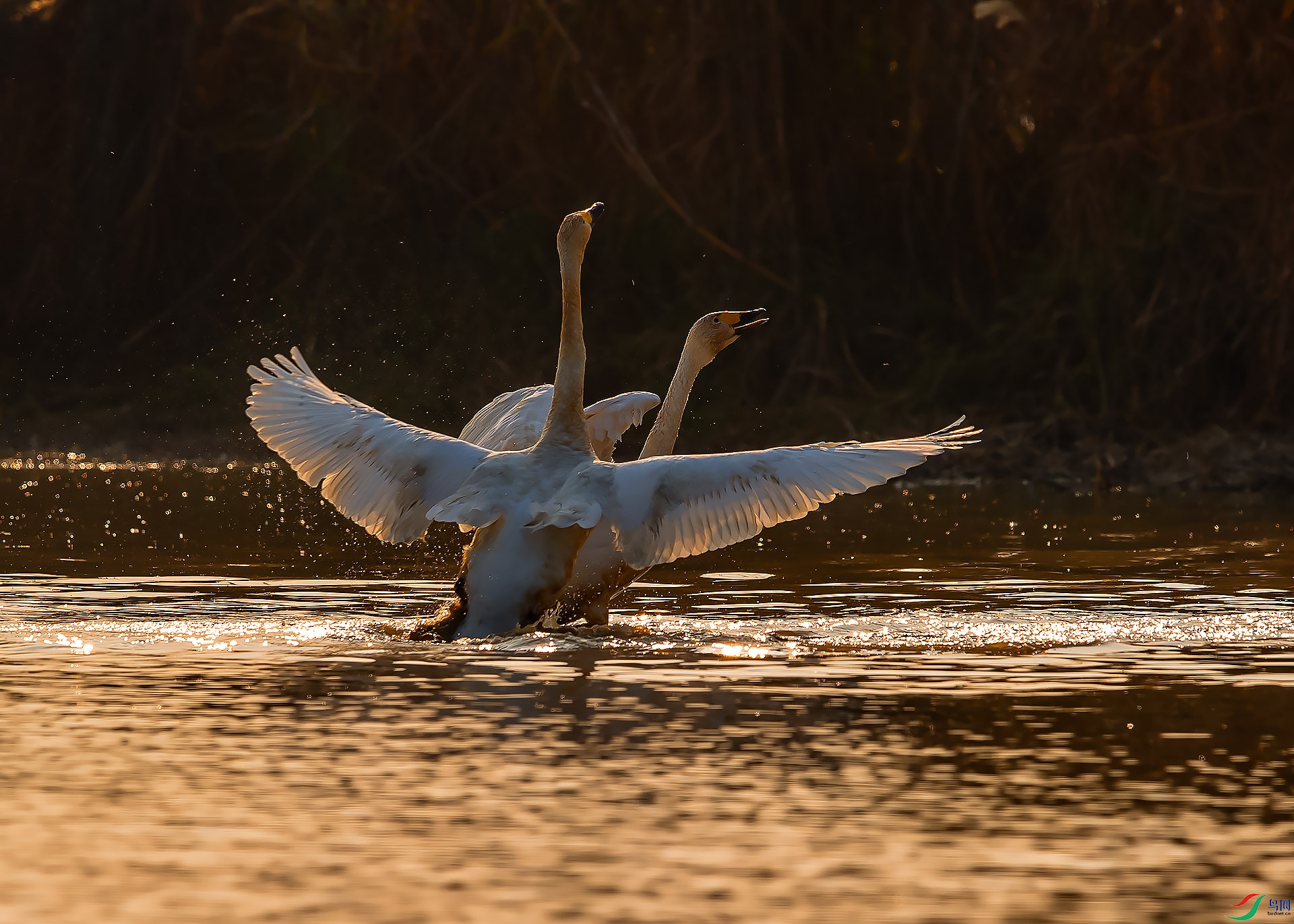 DSC_2418.jpg