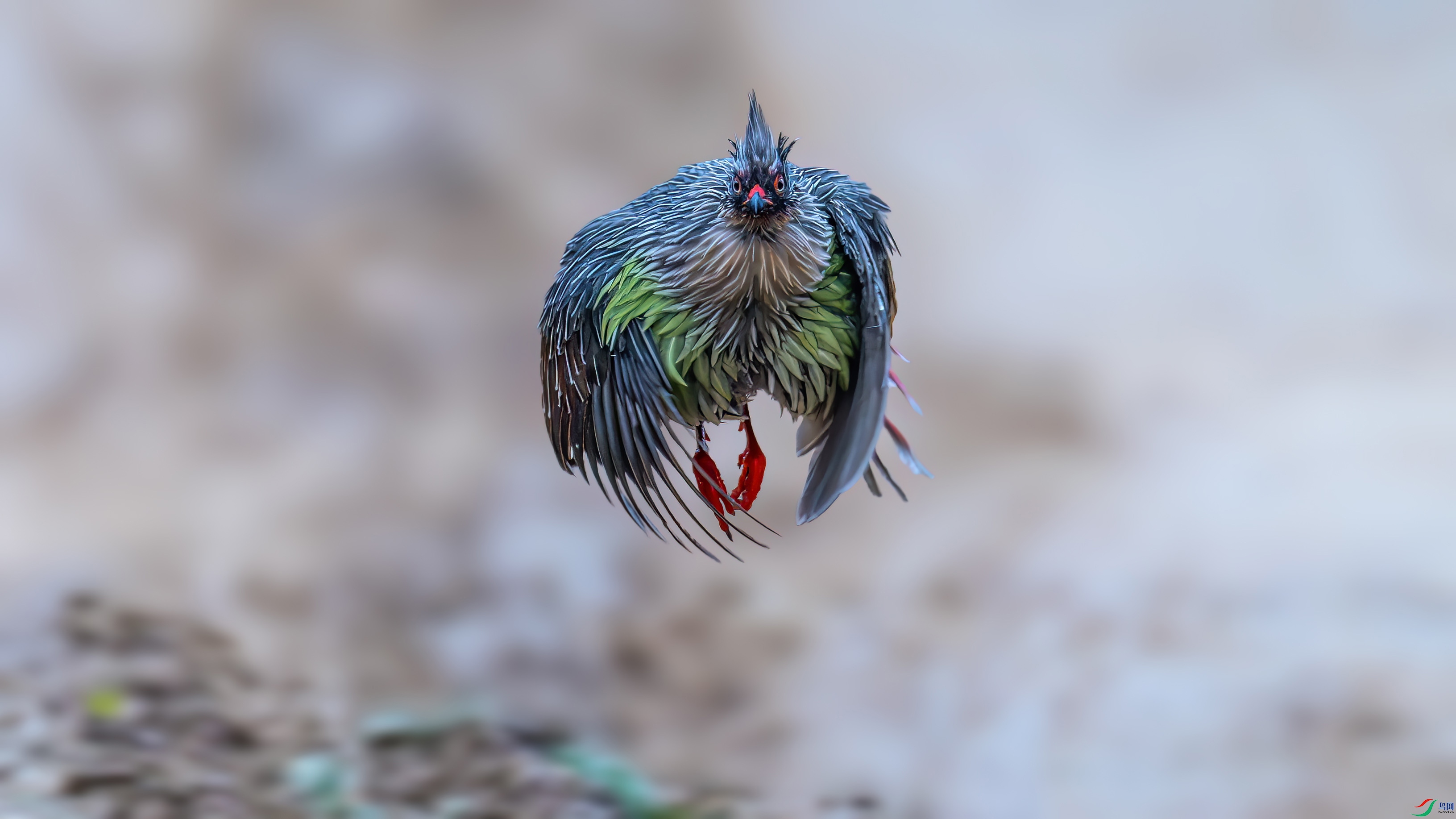 DSC_1155-����ǿ-NR.jpg