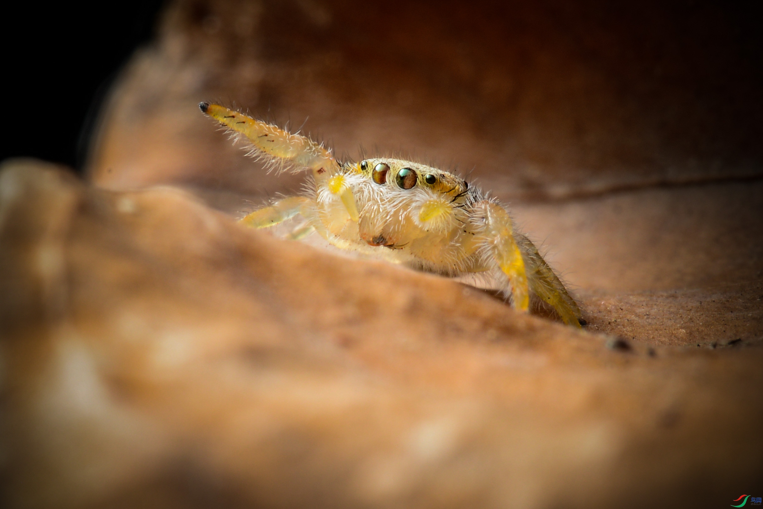 DSC_4447.jpg