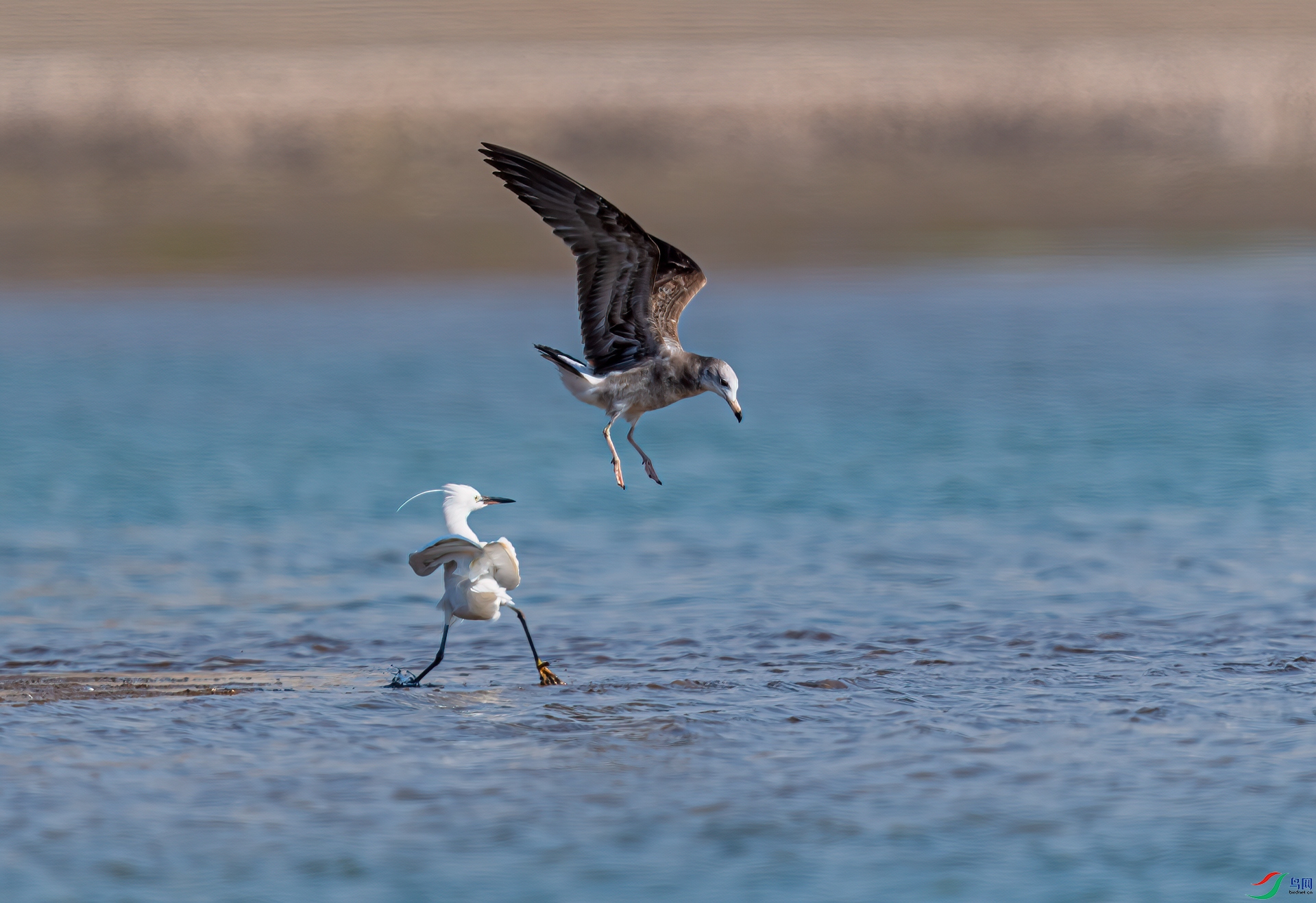 _DSC8063-1a.jpg