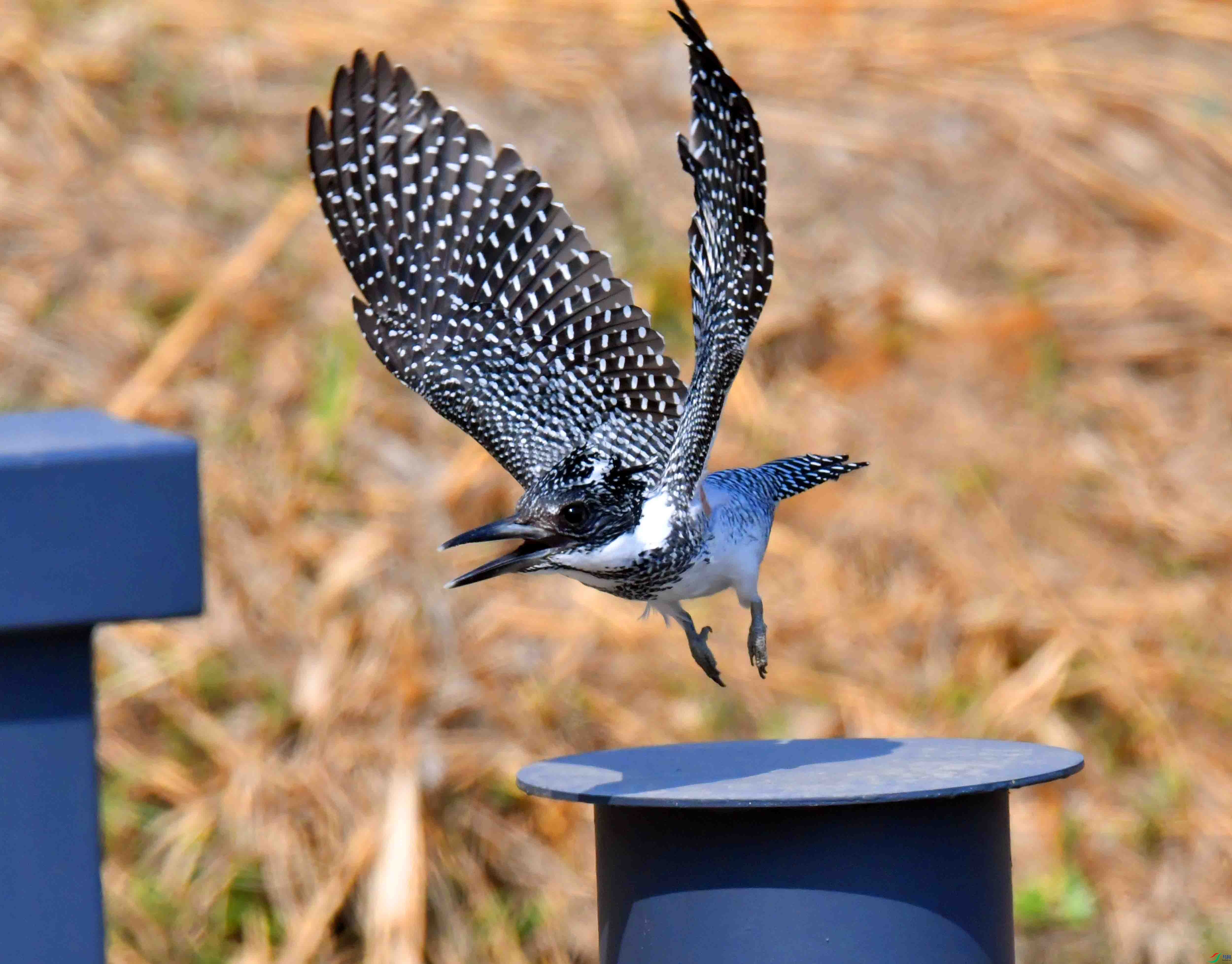 DSC_9569.JPG