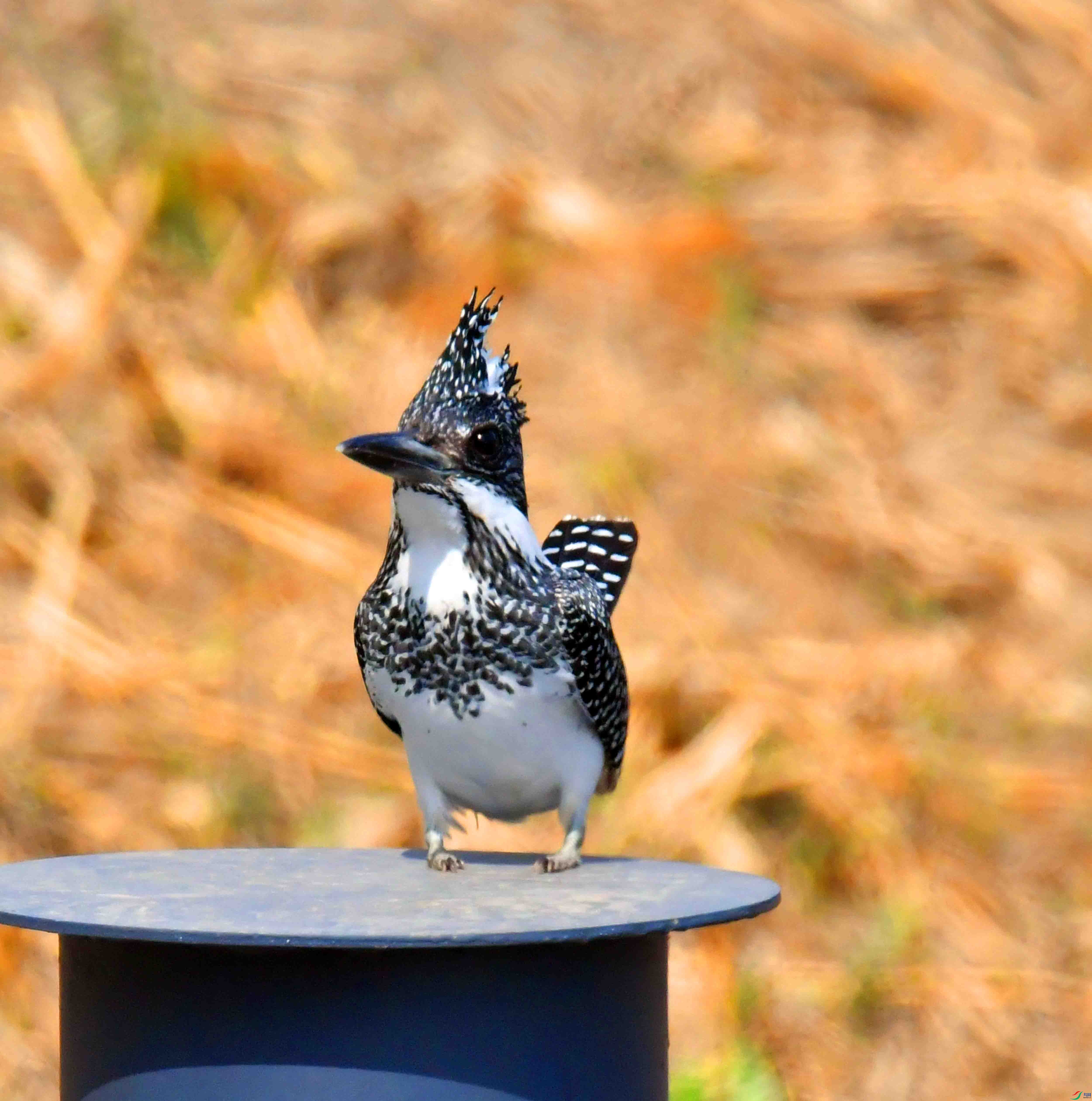 DSC_9560.JPG