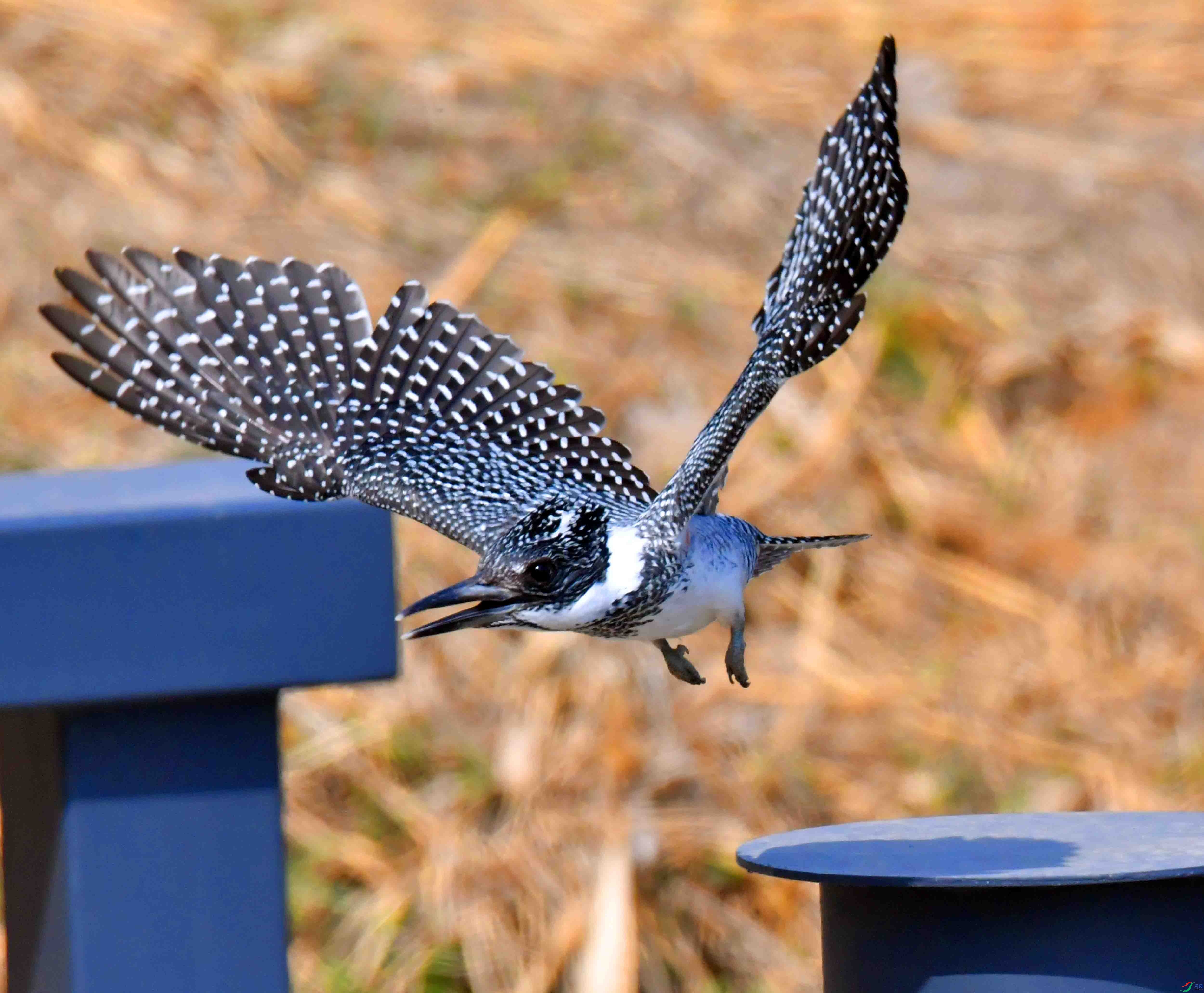 DSC_9570.JPG