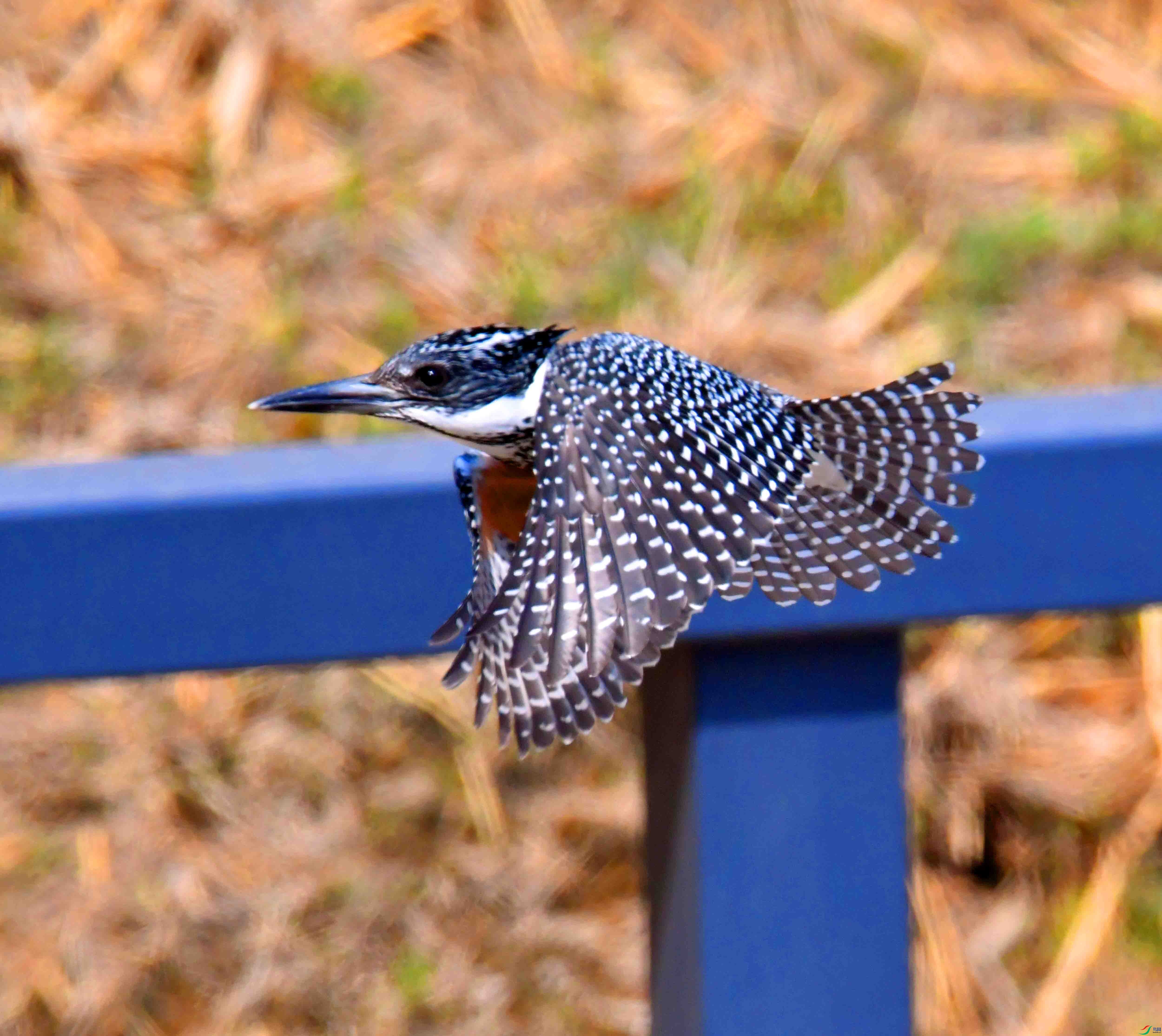 DSC_9571.JPG