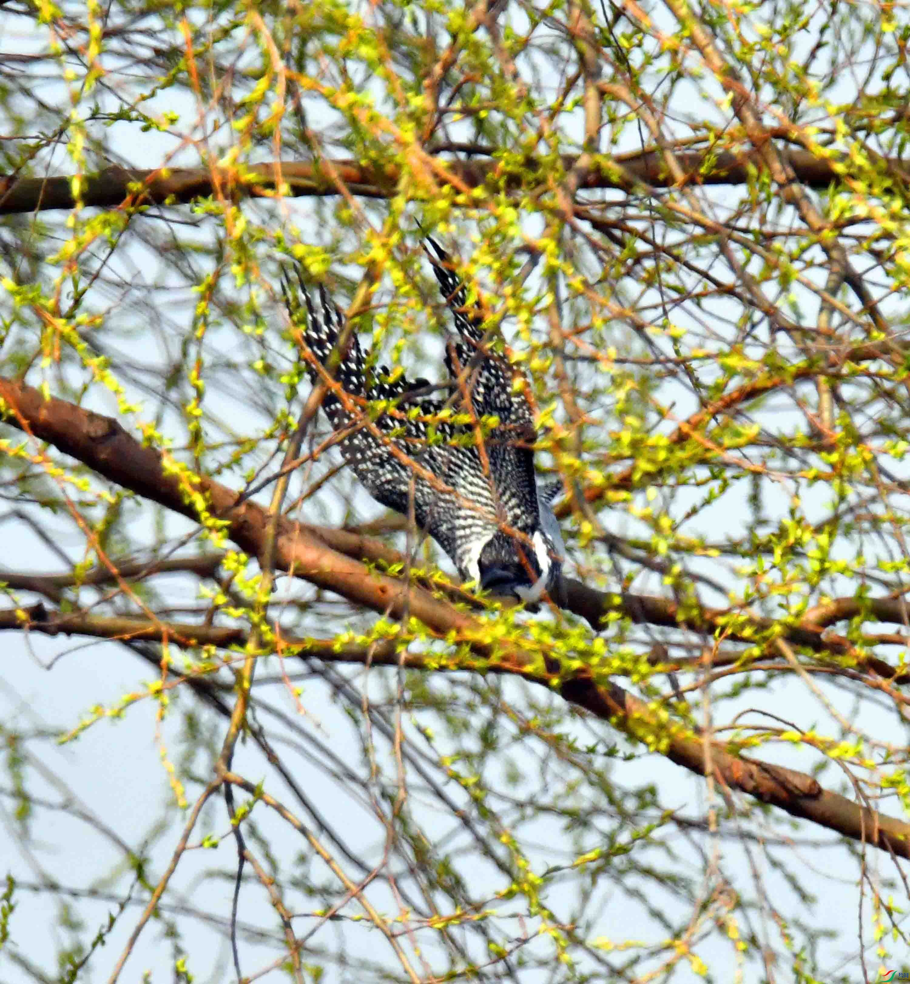 DSC_9603.JPG