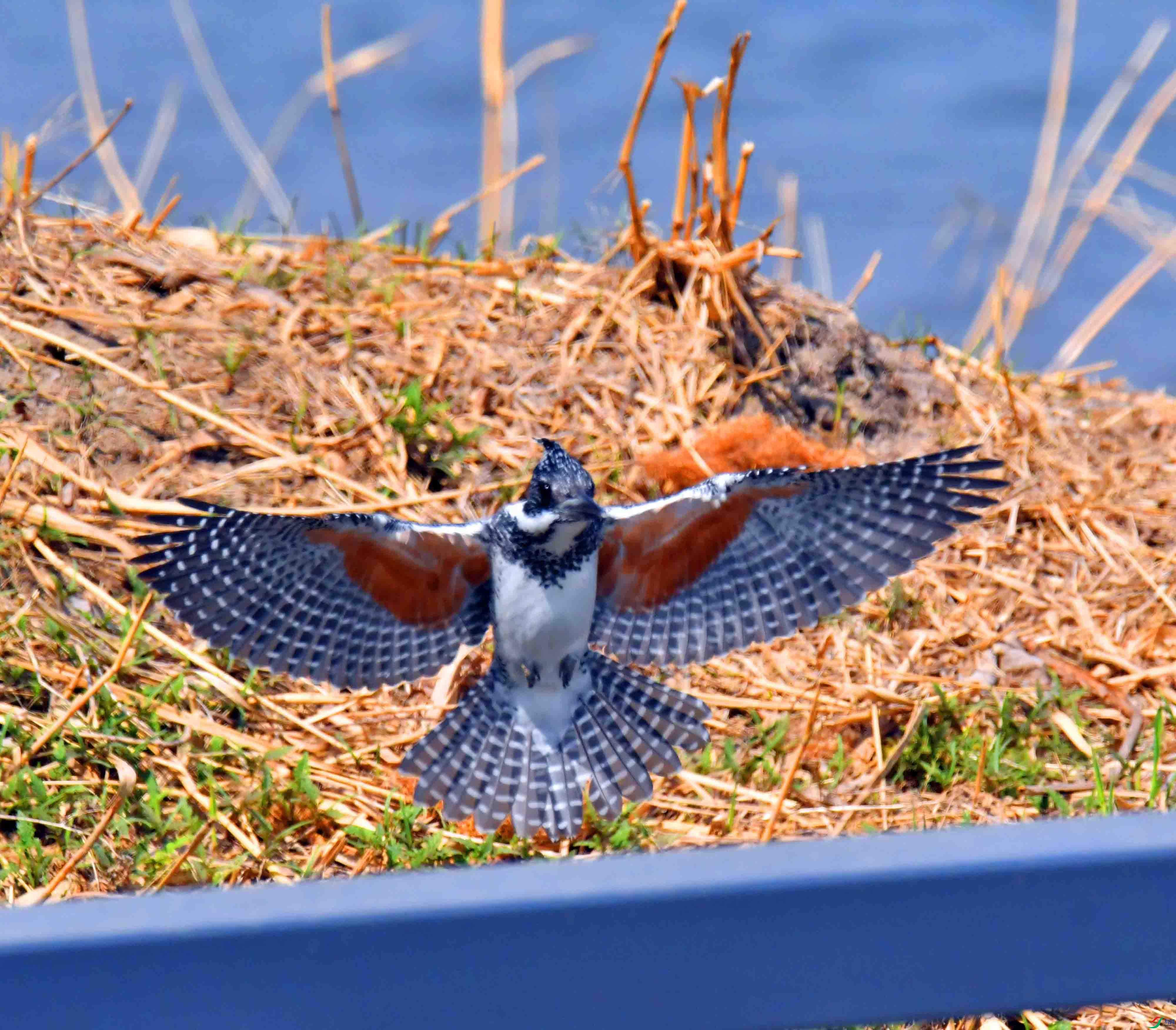 DSC_9612.JPG
