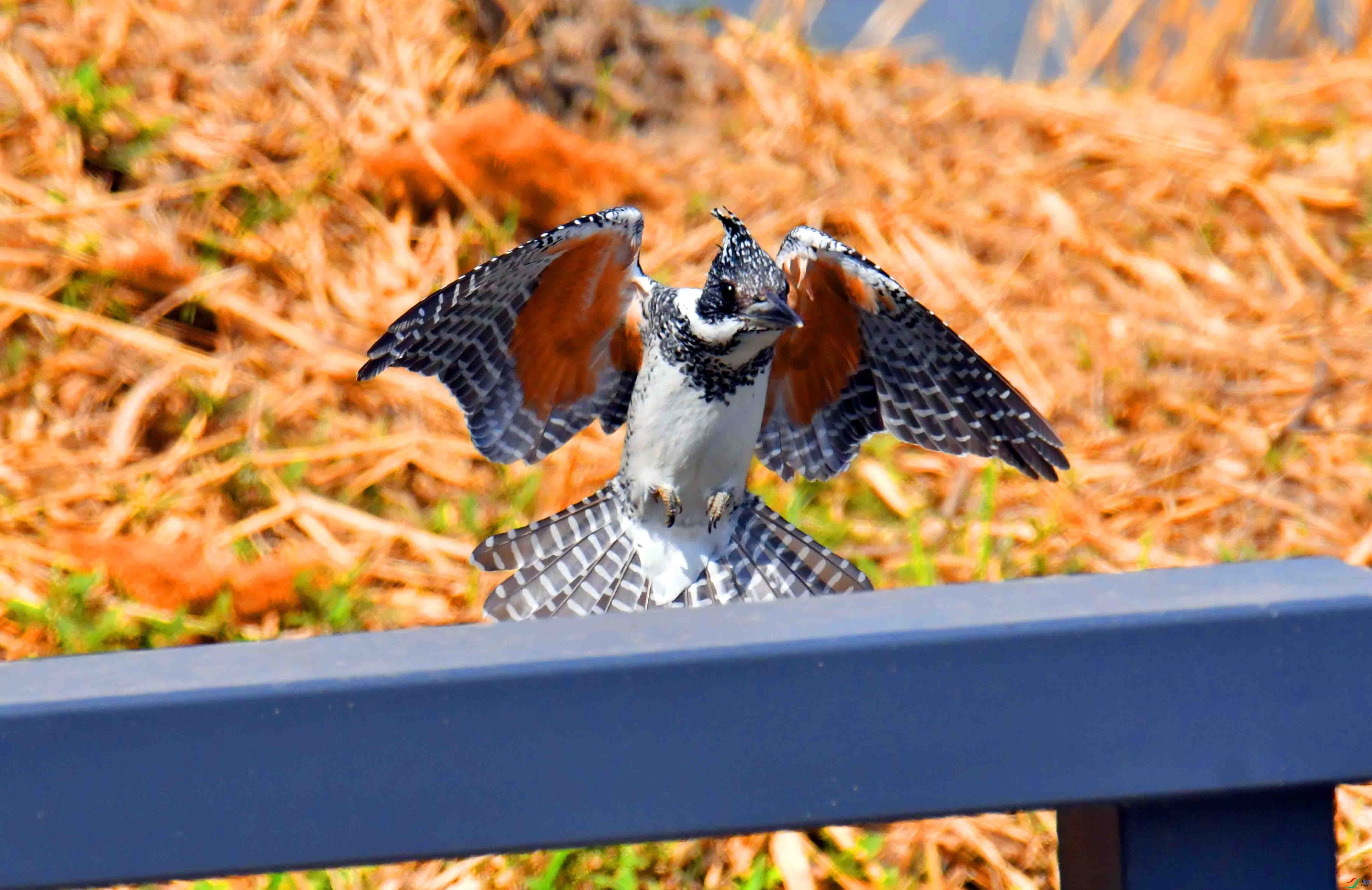 DSC_9614.JPG