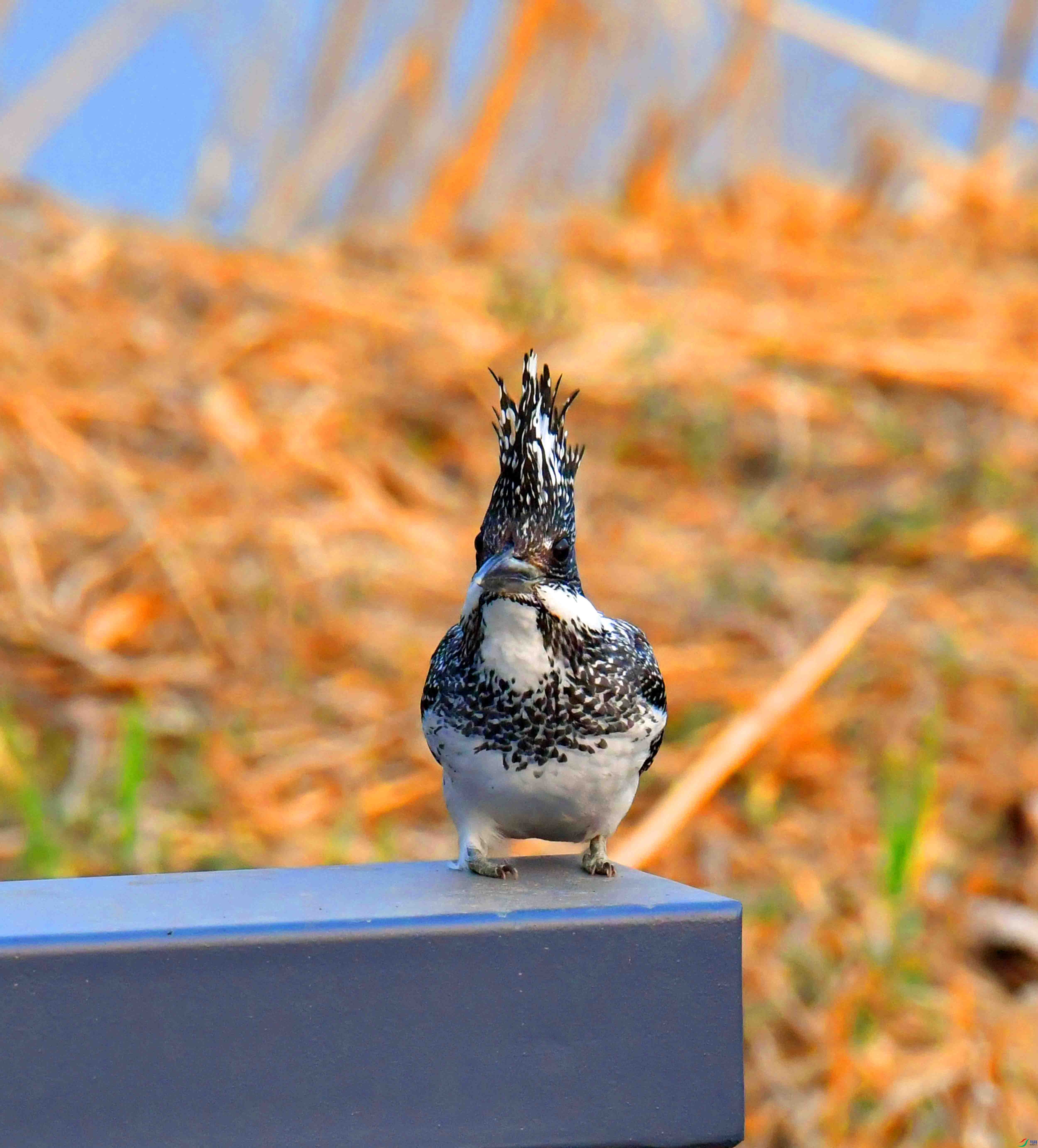 DSC_9692.JPG