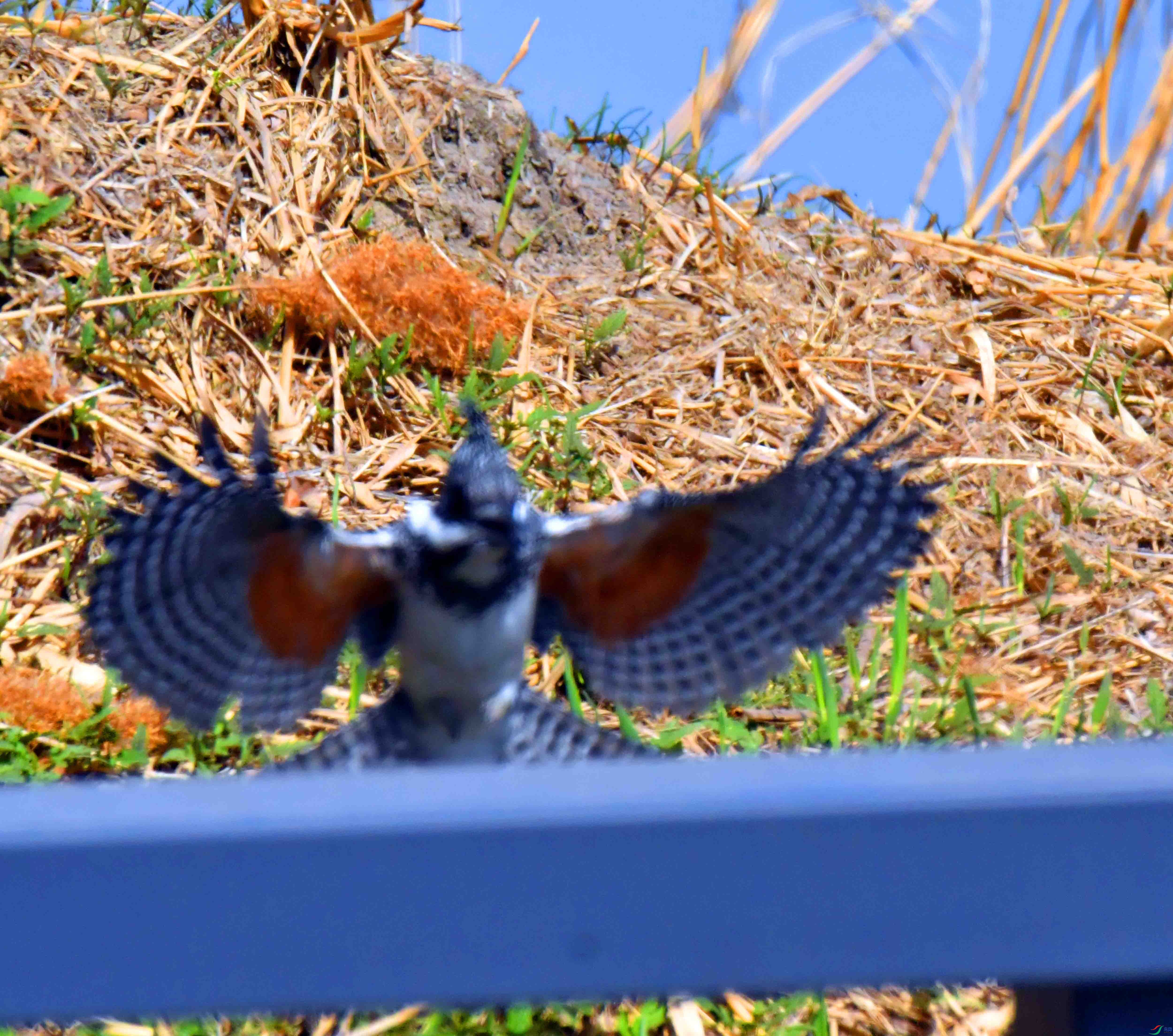 DSC_9964.JPG
