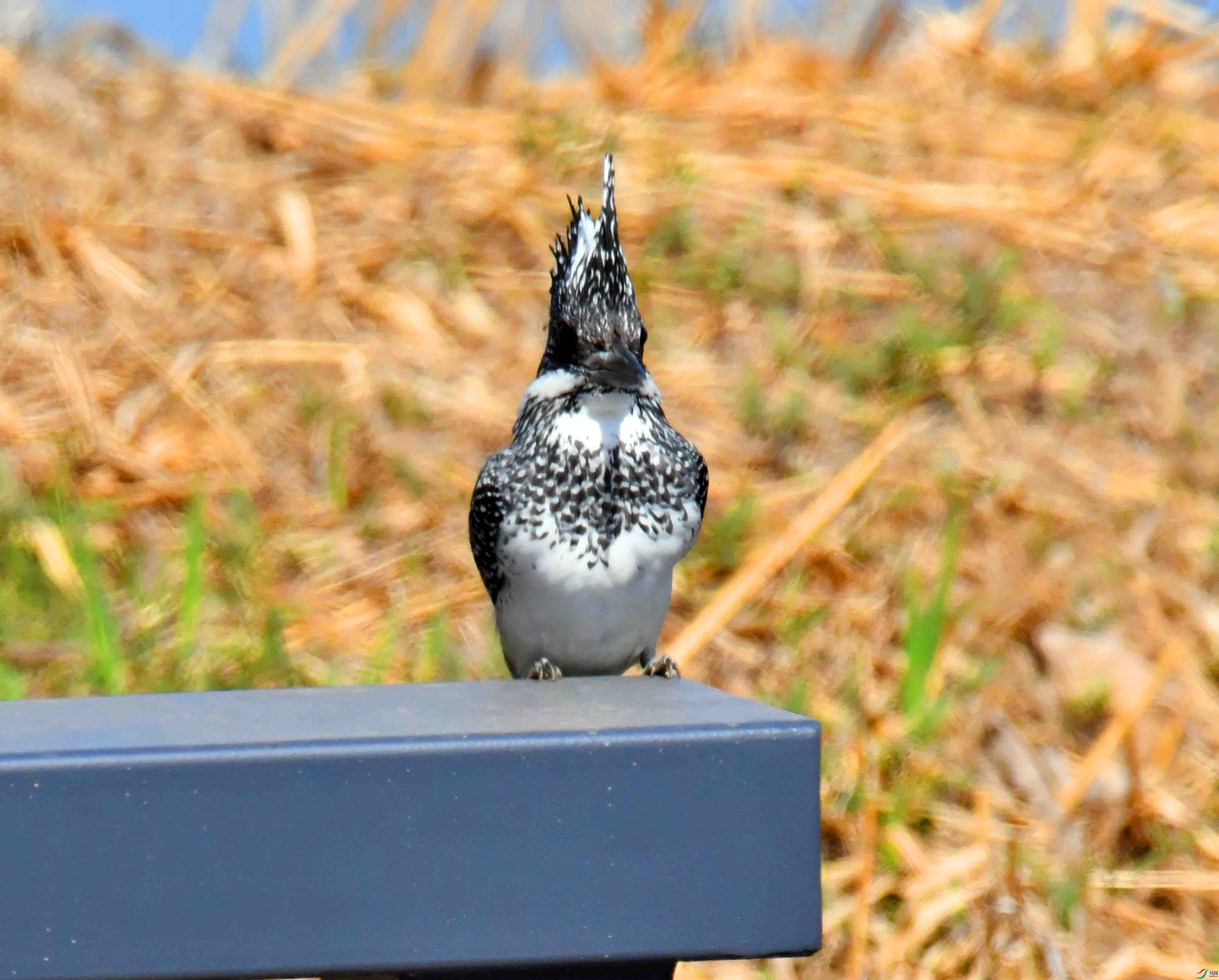 DSC_9967.JPG