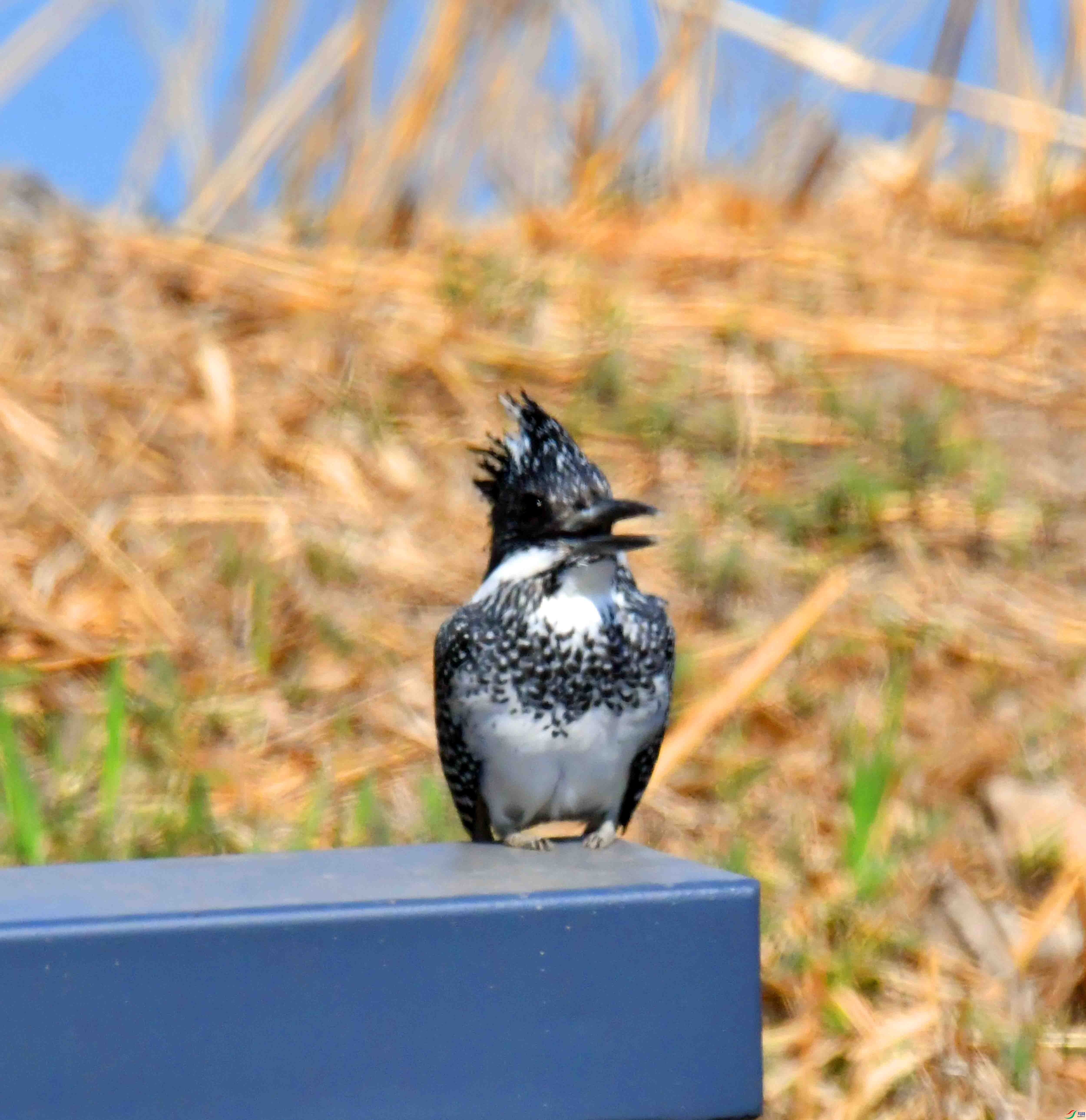 DSC_9971.JPG