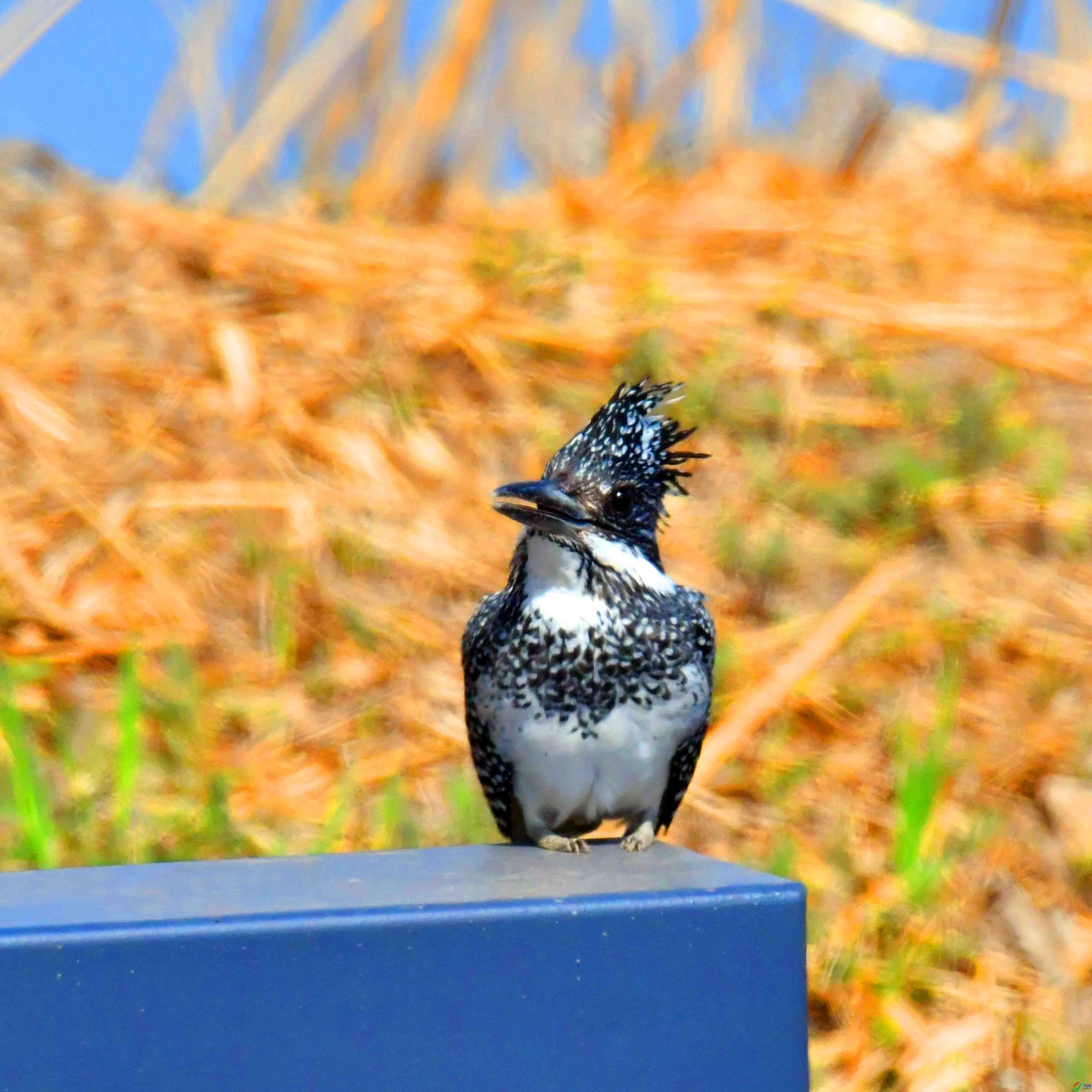 DSC_9974.JPG