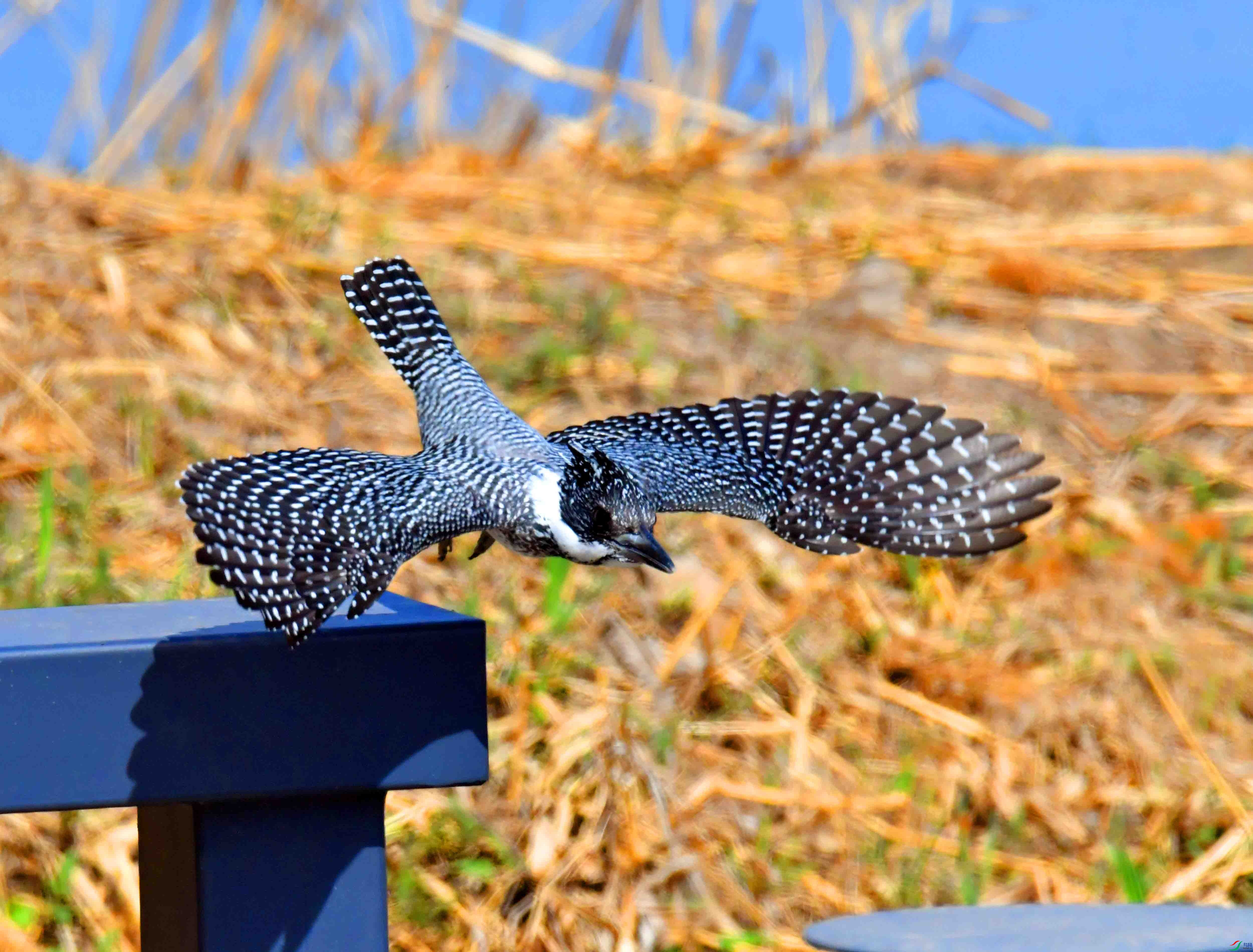 DSC_9980.JPG