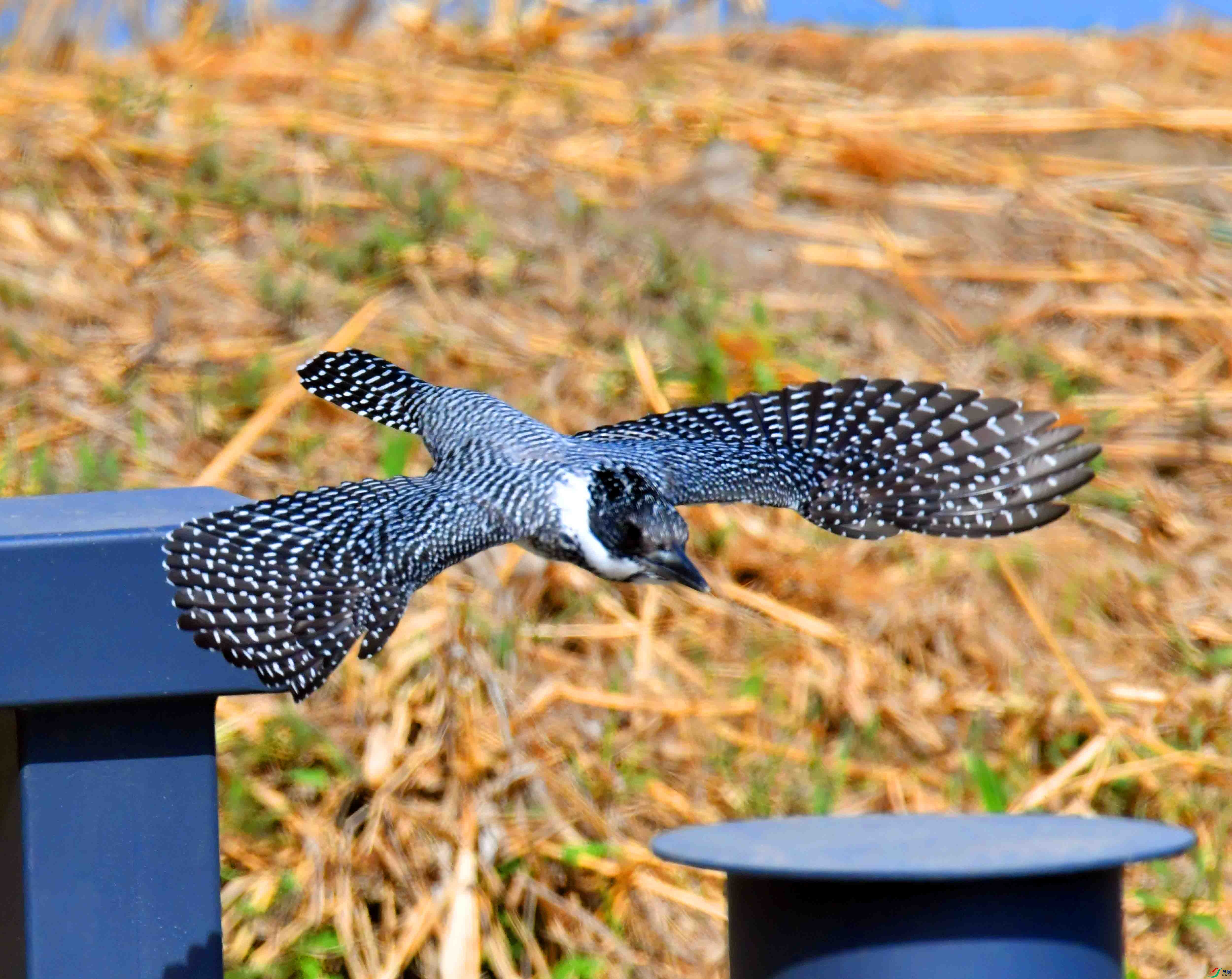 DSC_9981.JPG