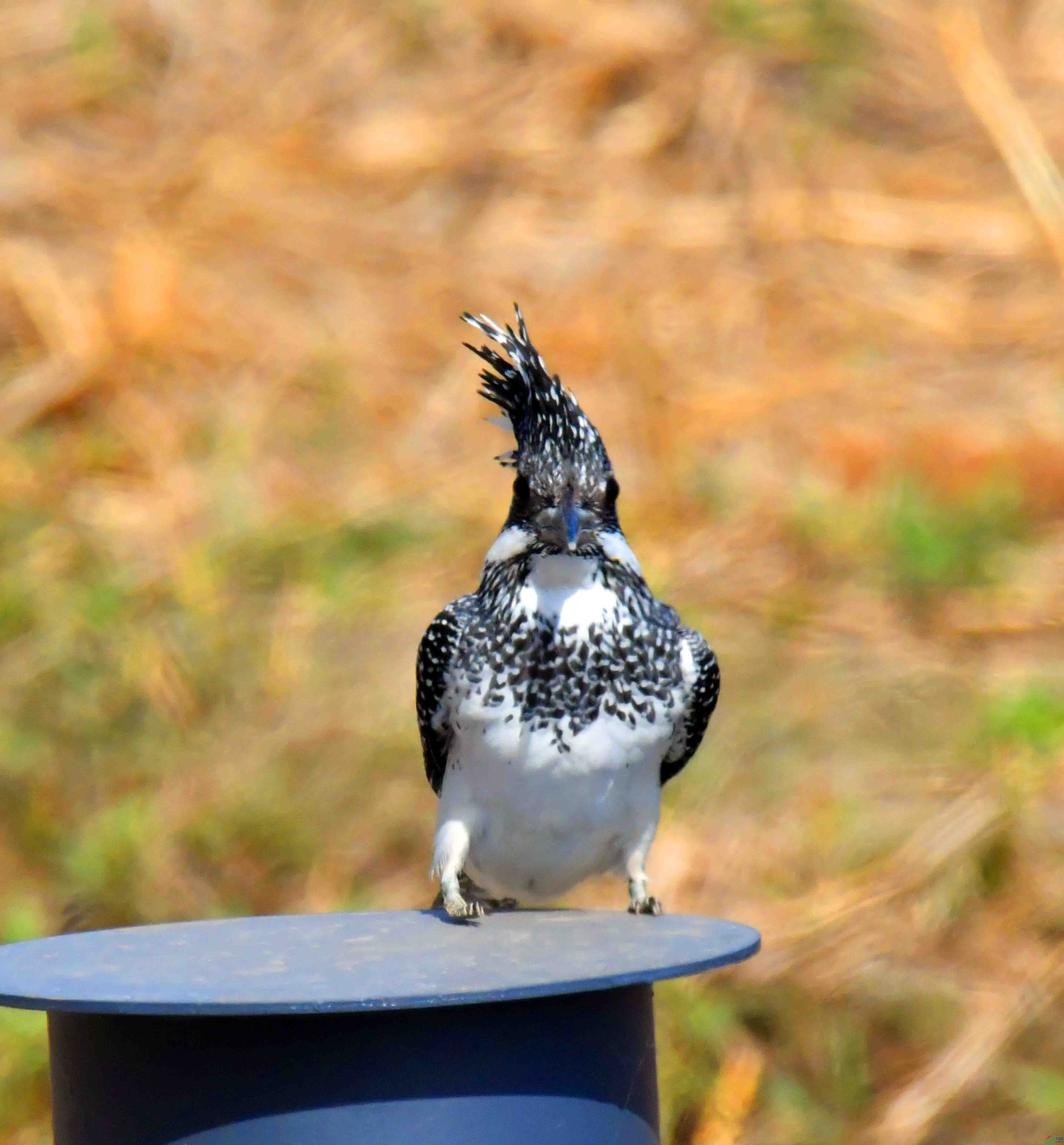 DSC_9985.JPG