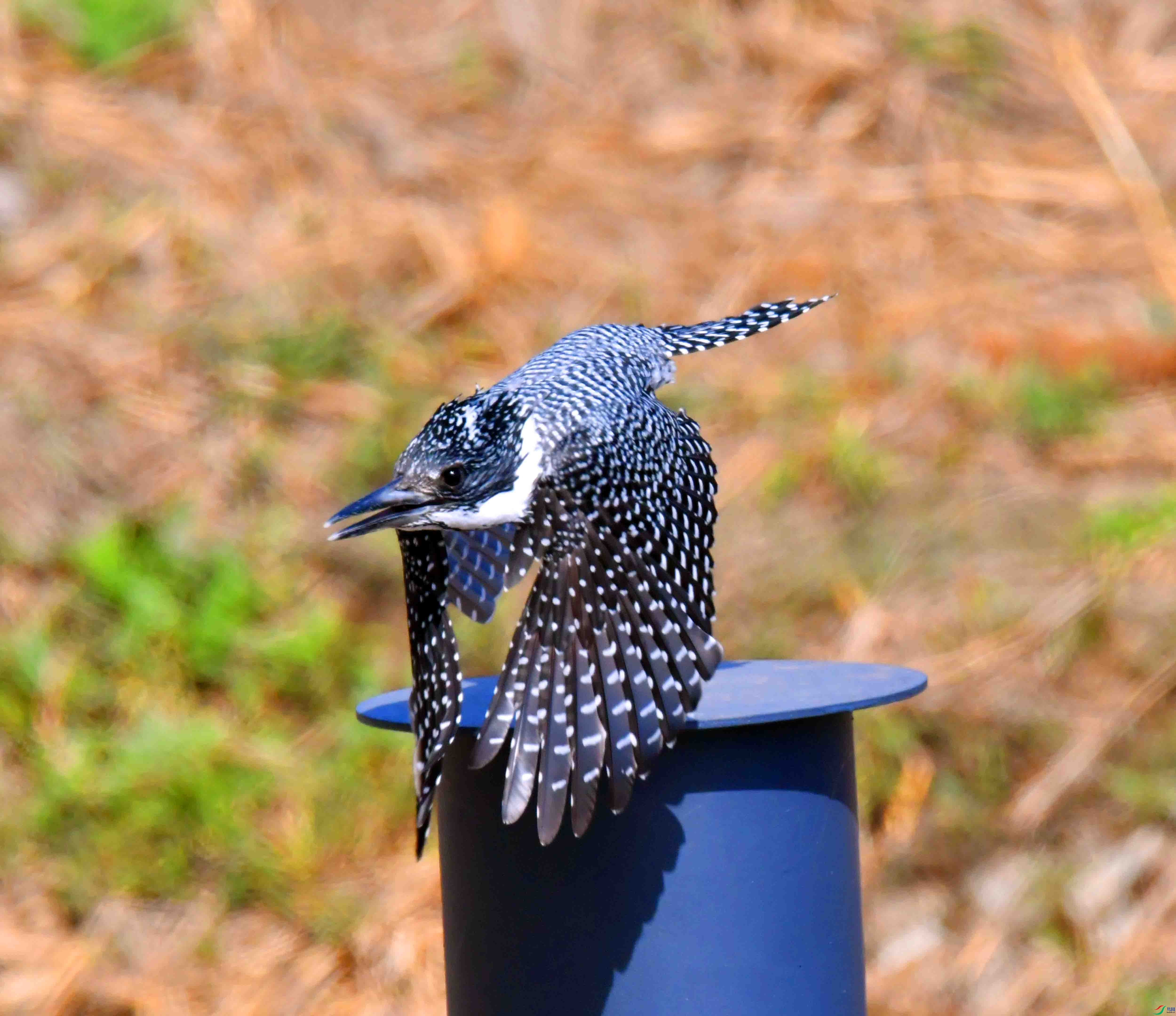DSC_9986.JPG