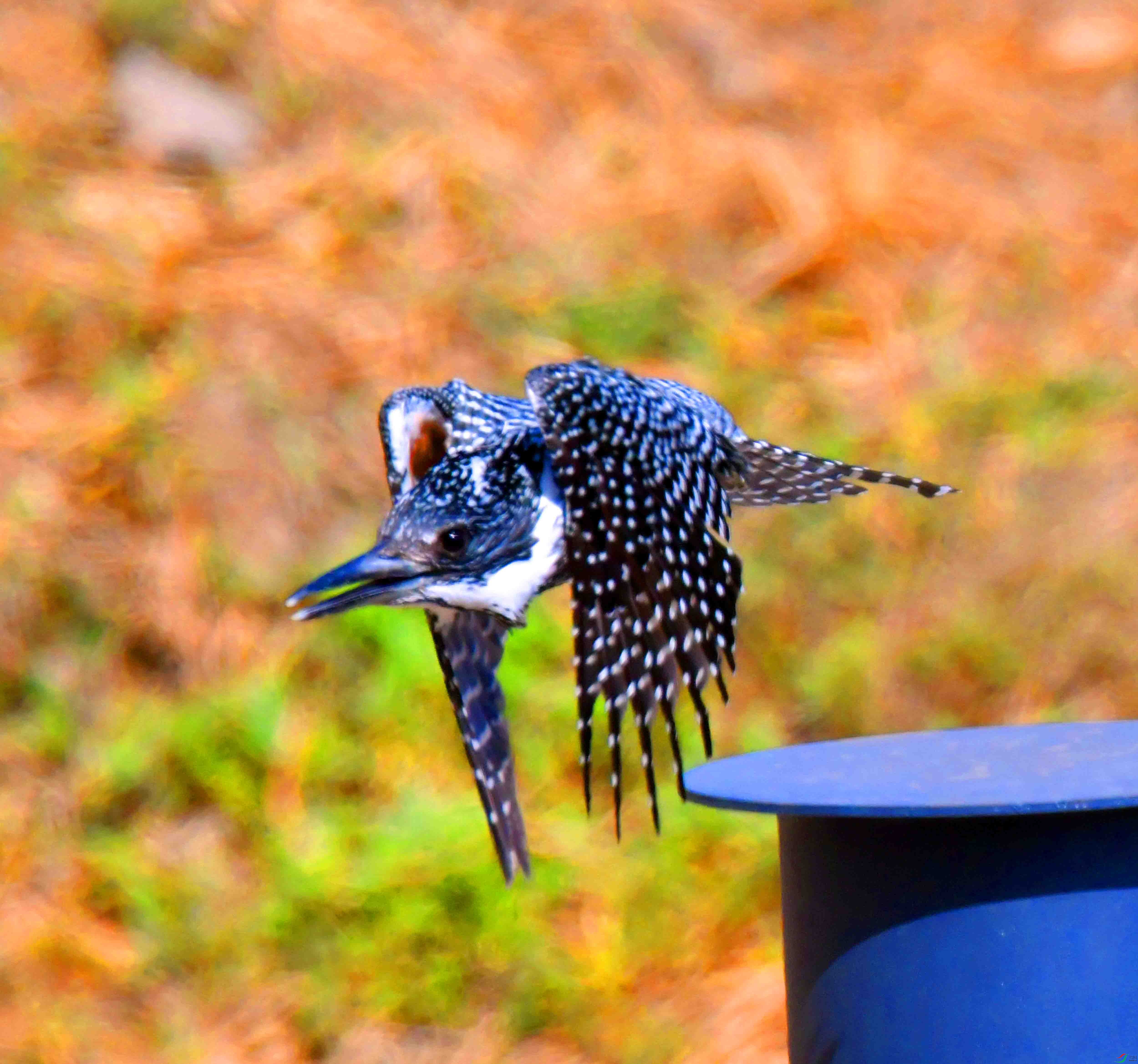 DSC_9987.JPG