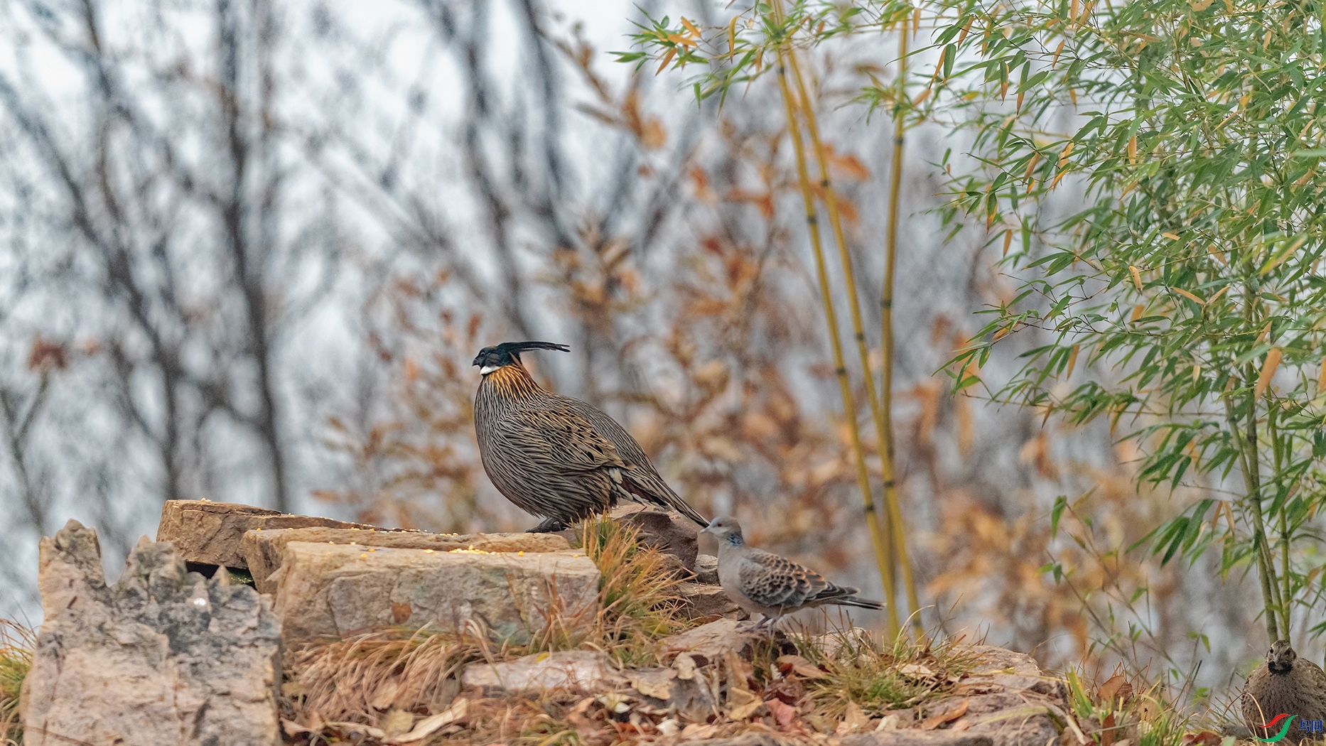 DSC_8424_DxOa.jpg