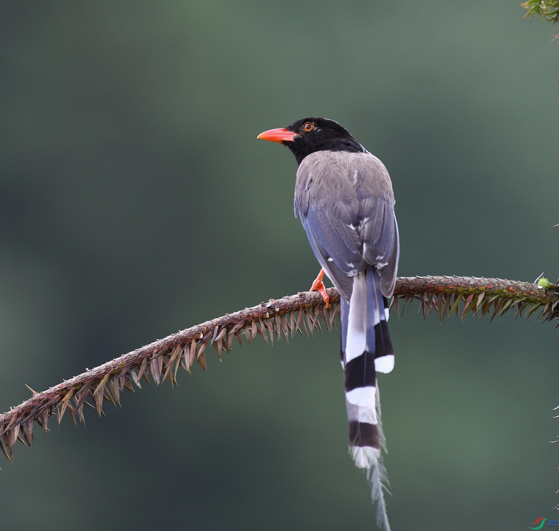 DSC_0042.jpg