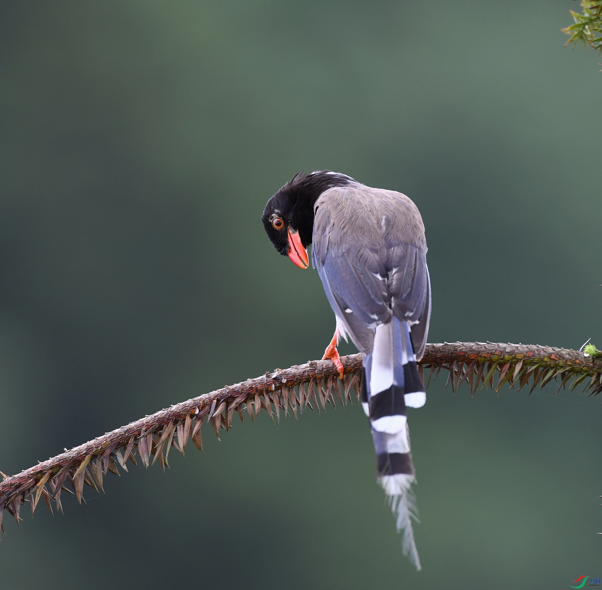 DSC_0039.jpg