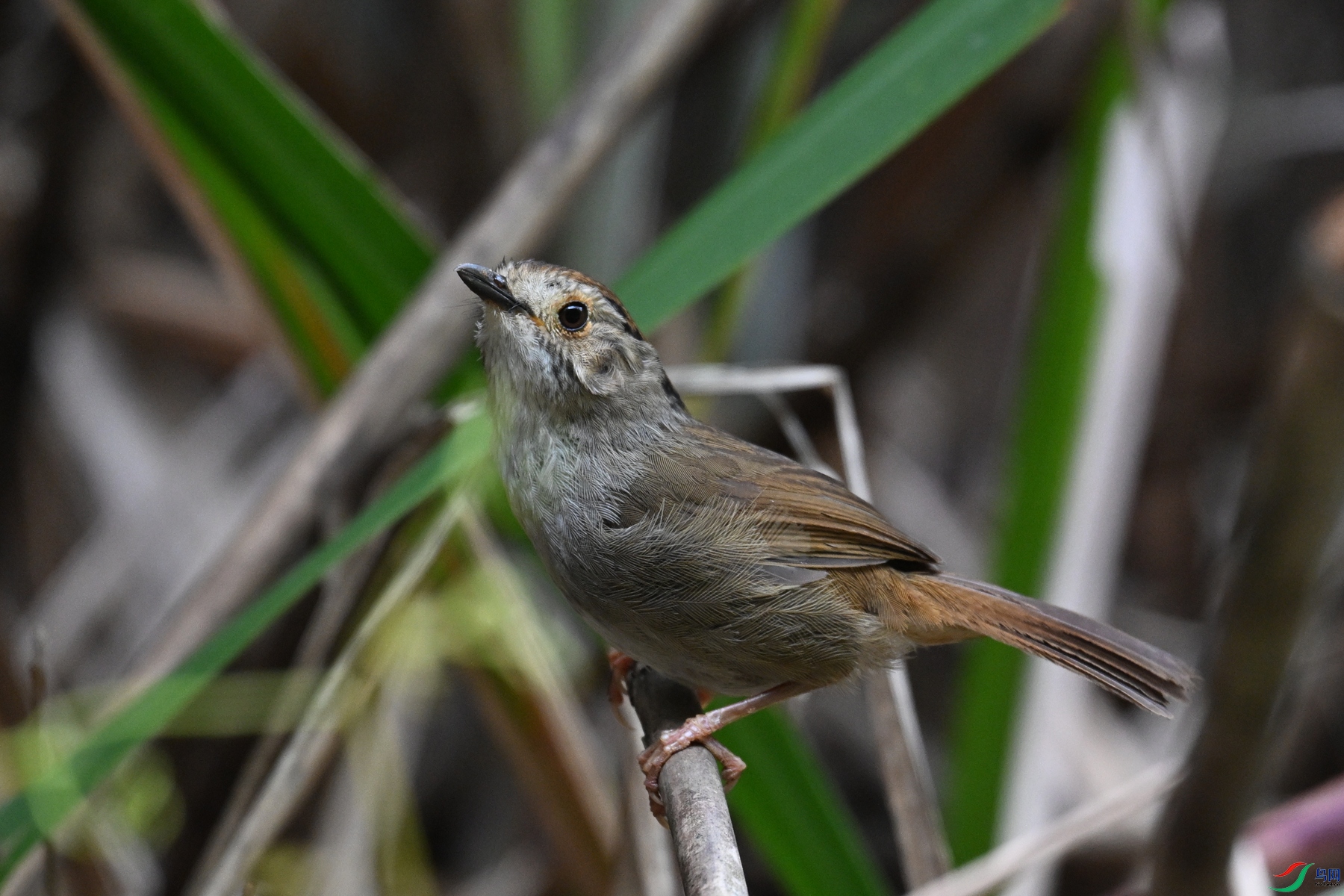 DSC_0321.JPG