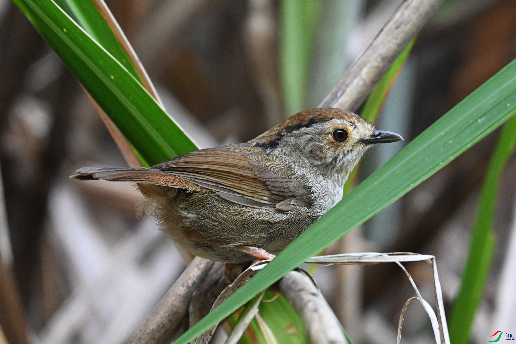 DSC_0334.JPG
