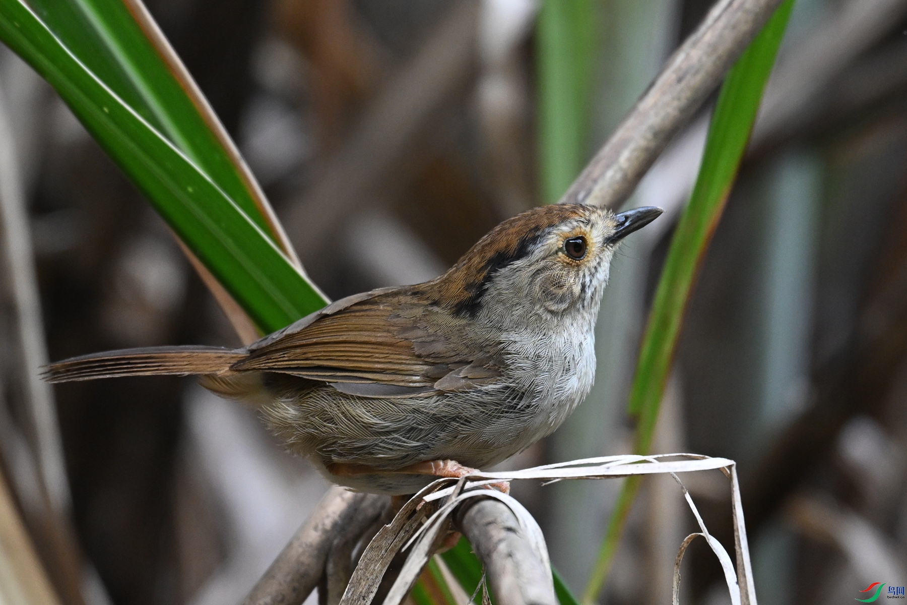 DSC_0347.JPG
