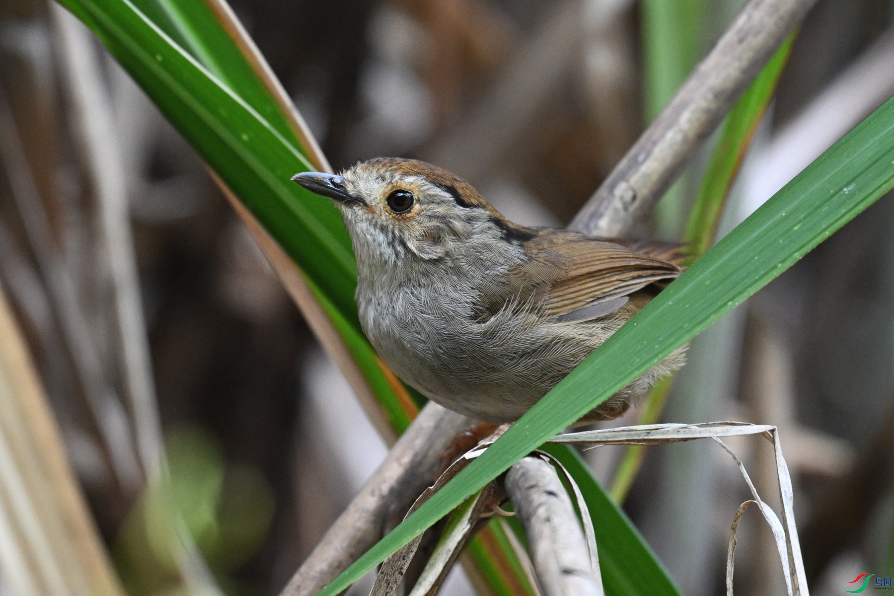 DSC_0337.JPG