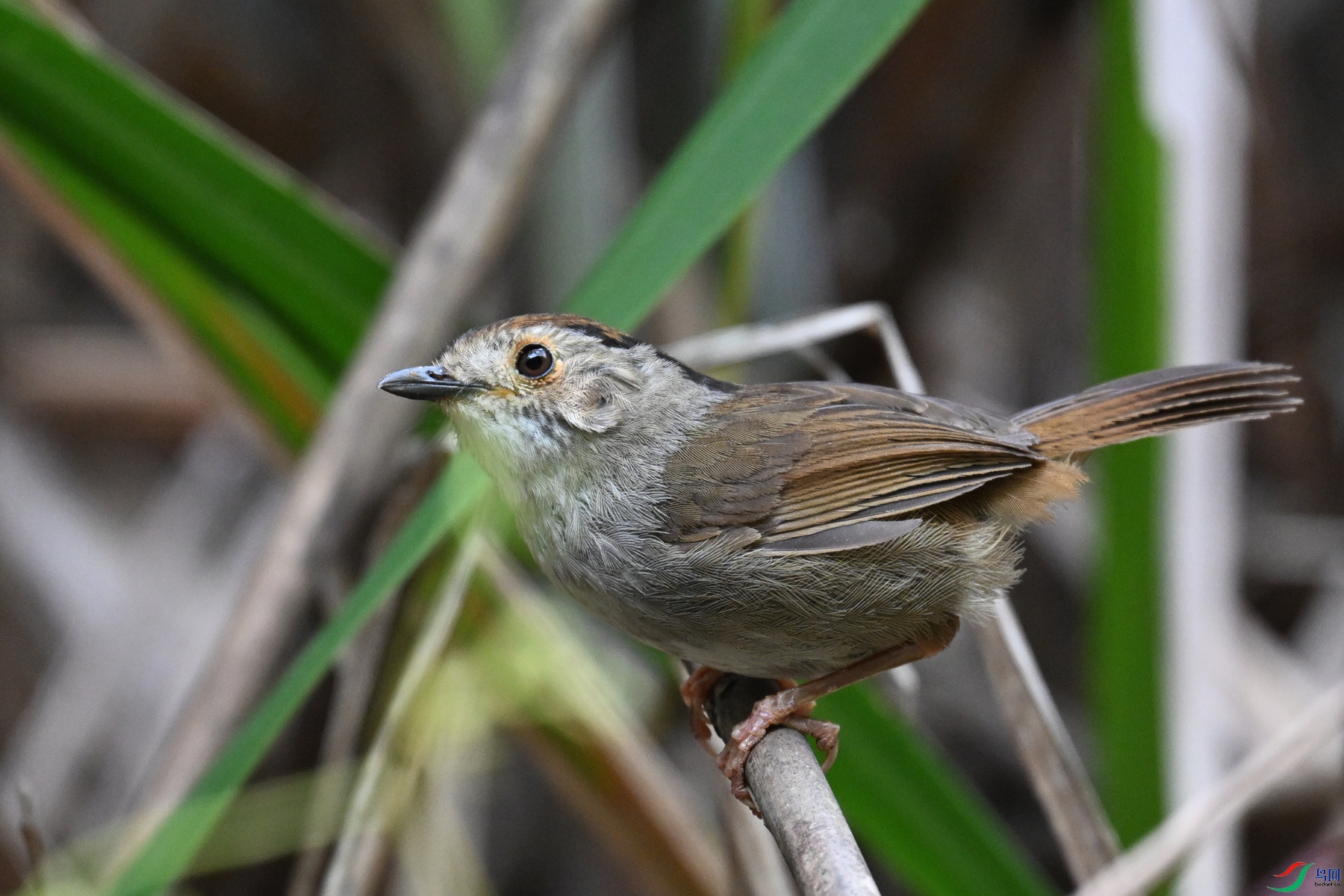 DSC_0325.JPG