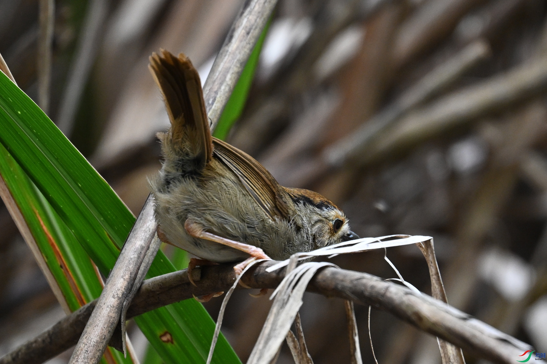 DSC_0355.JPG