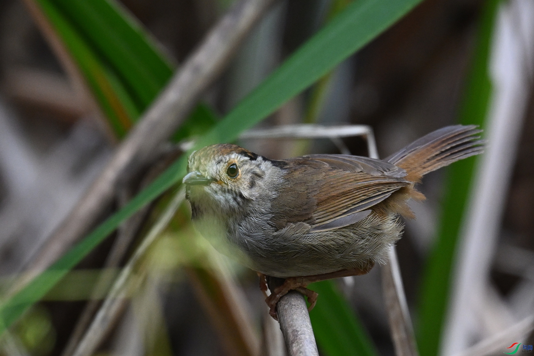 DSC_0327.JPG