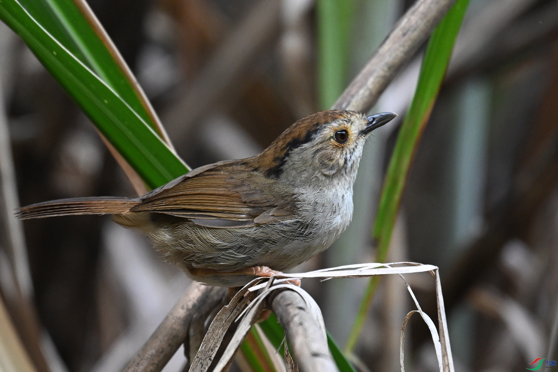 DSC_0346.JPG
