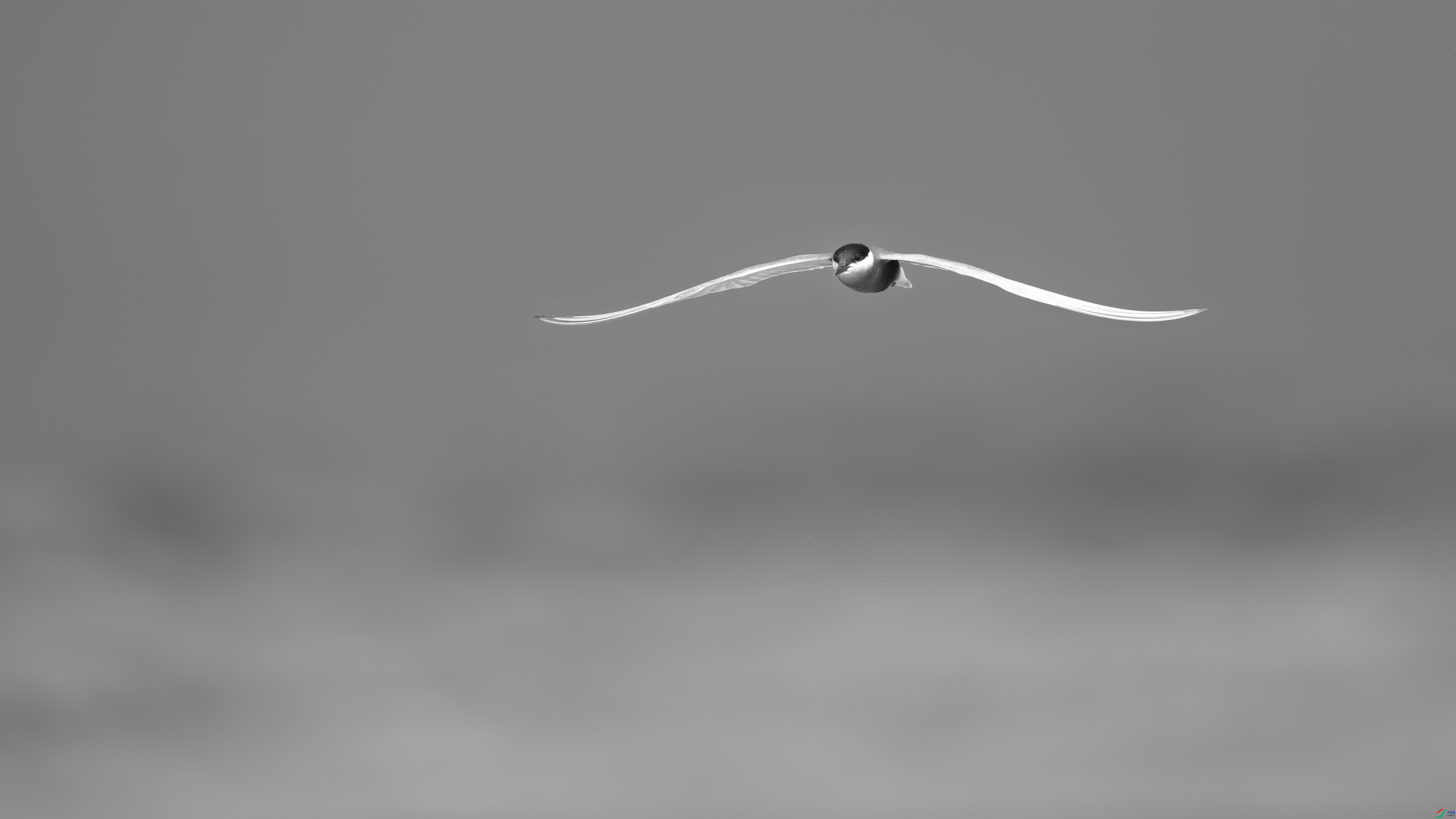DSC04019-1.jpg