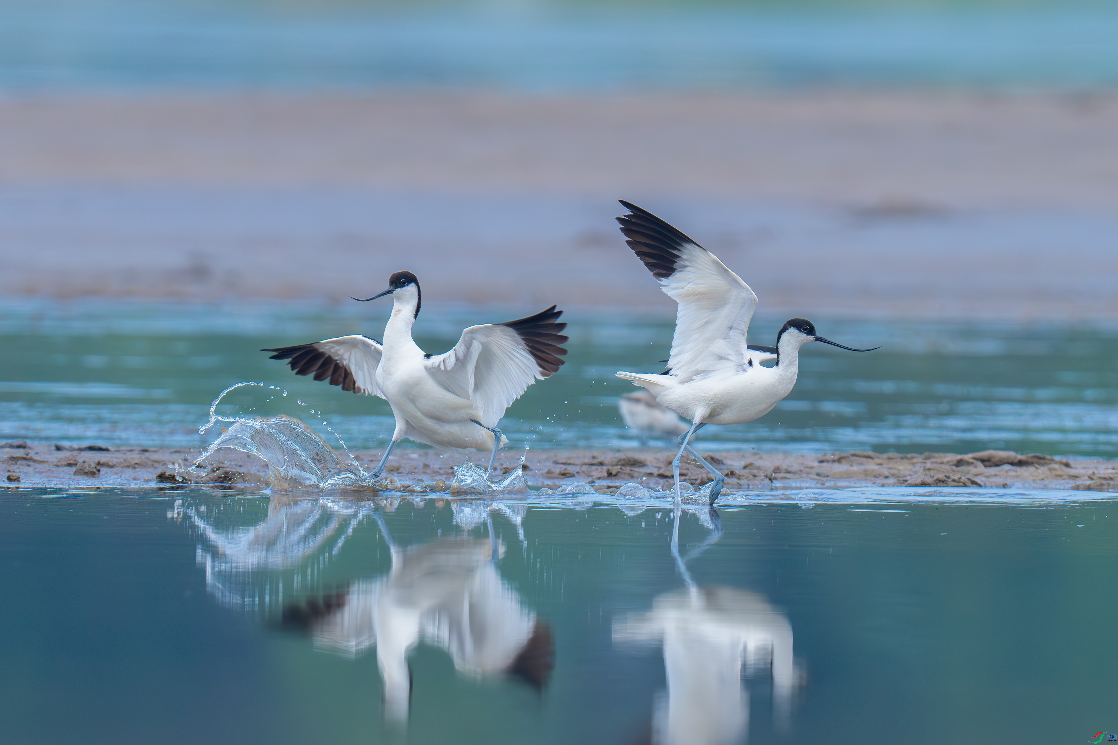 DSC_9219-����ǿ-NR_����.jpg
