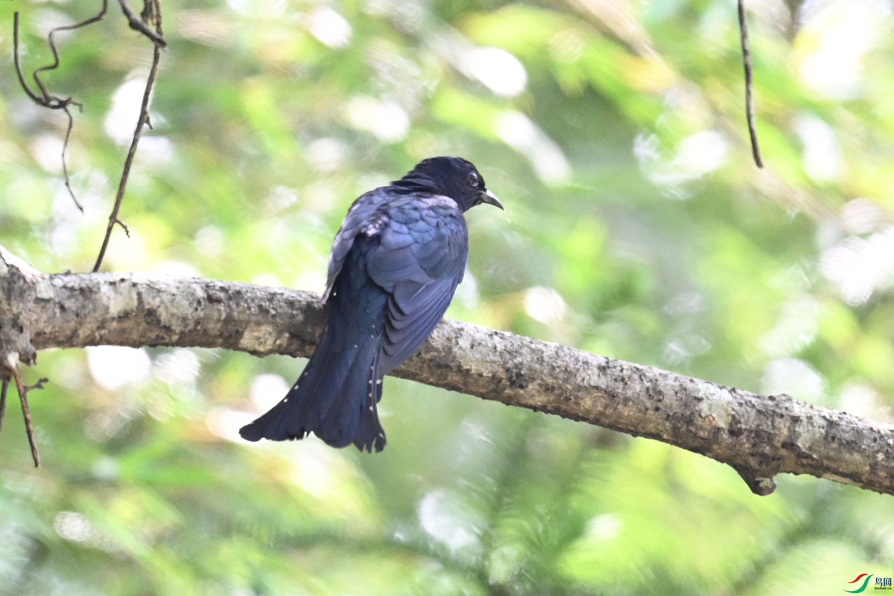 DSC_0805.JPG