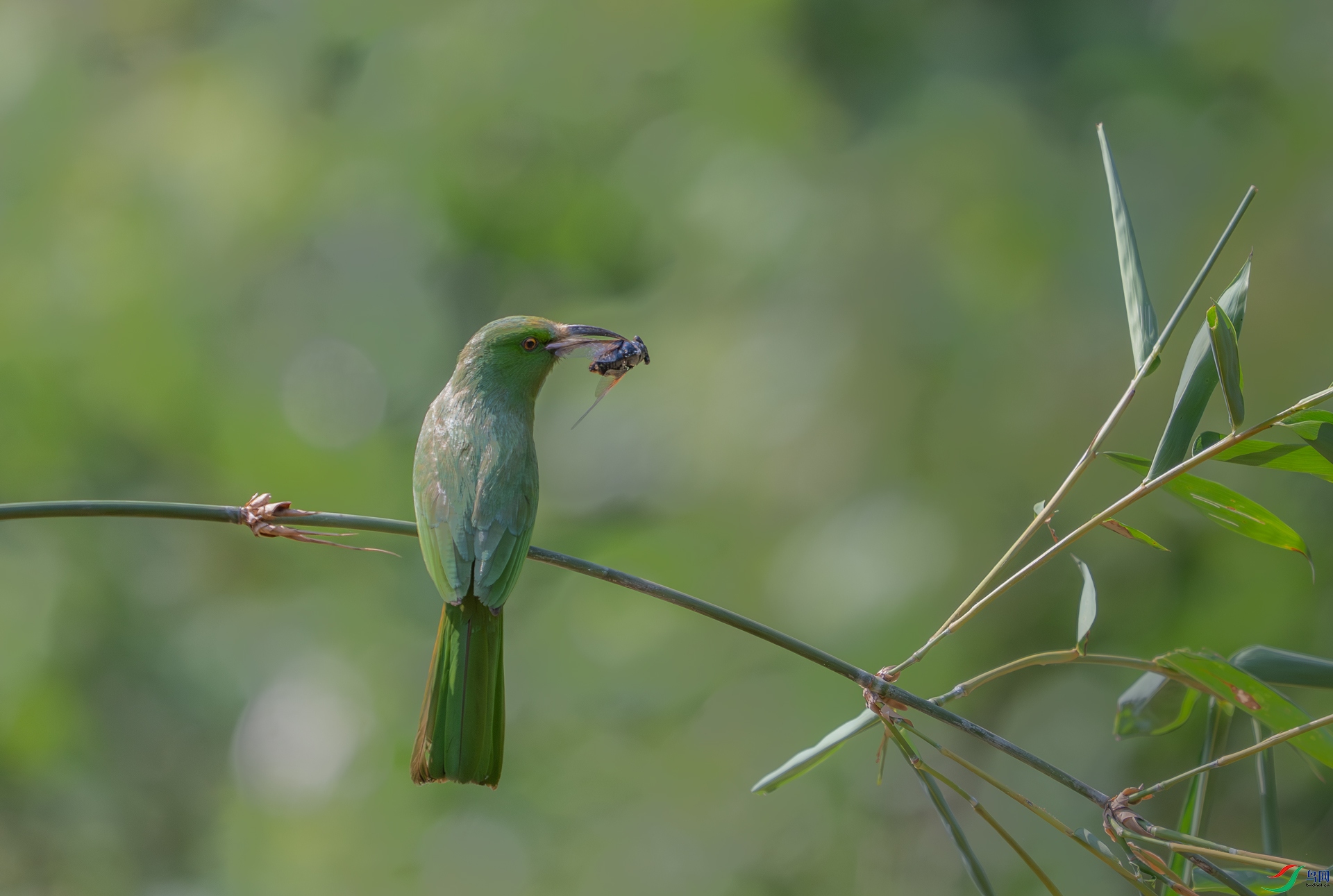 DSC_4425-1.jpg