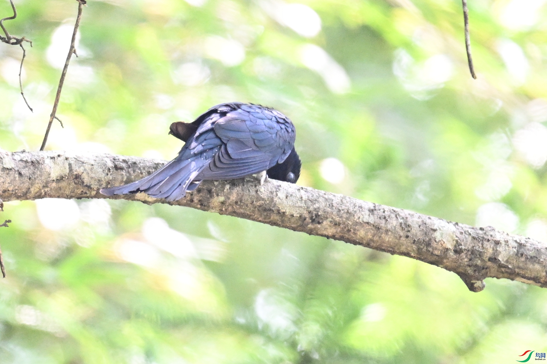 DSC_0800.JPG