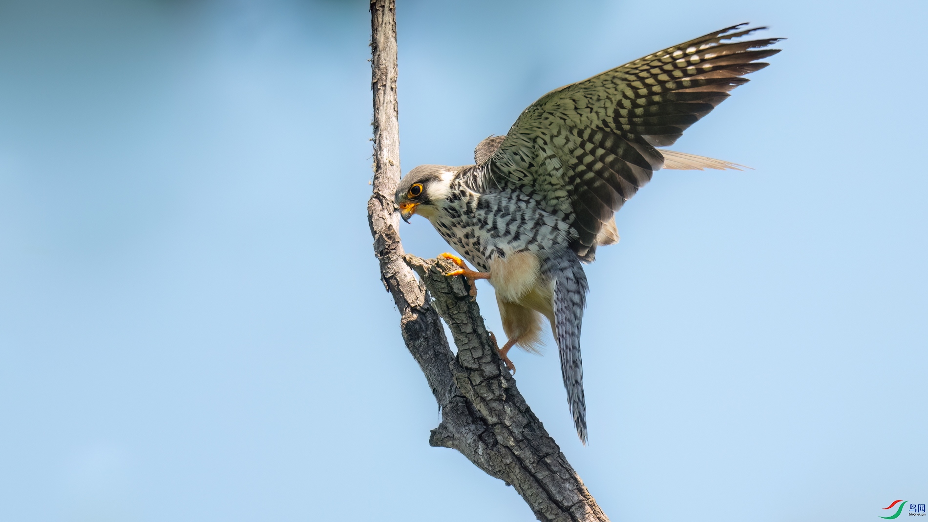 DSC_3726sen2026-5-29-06-�༭.jpg