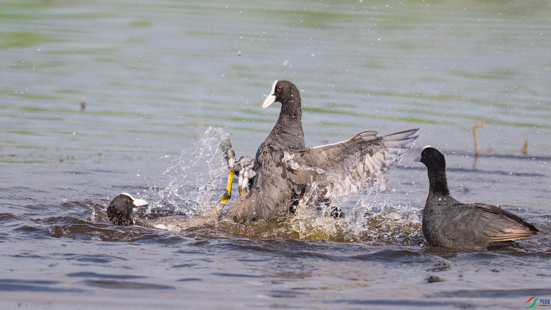 DSC_5812sen2026-6-9-34-�༭-2.jpg