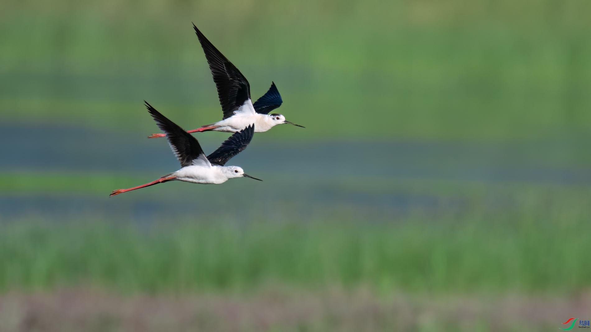 DSC_8523sen2026-6-11-27-�༭.jpg