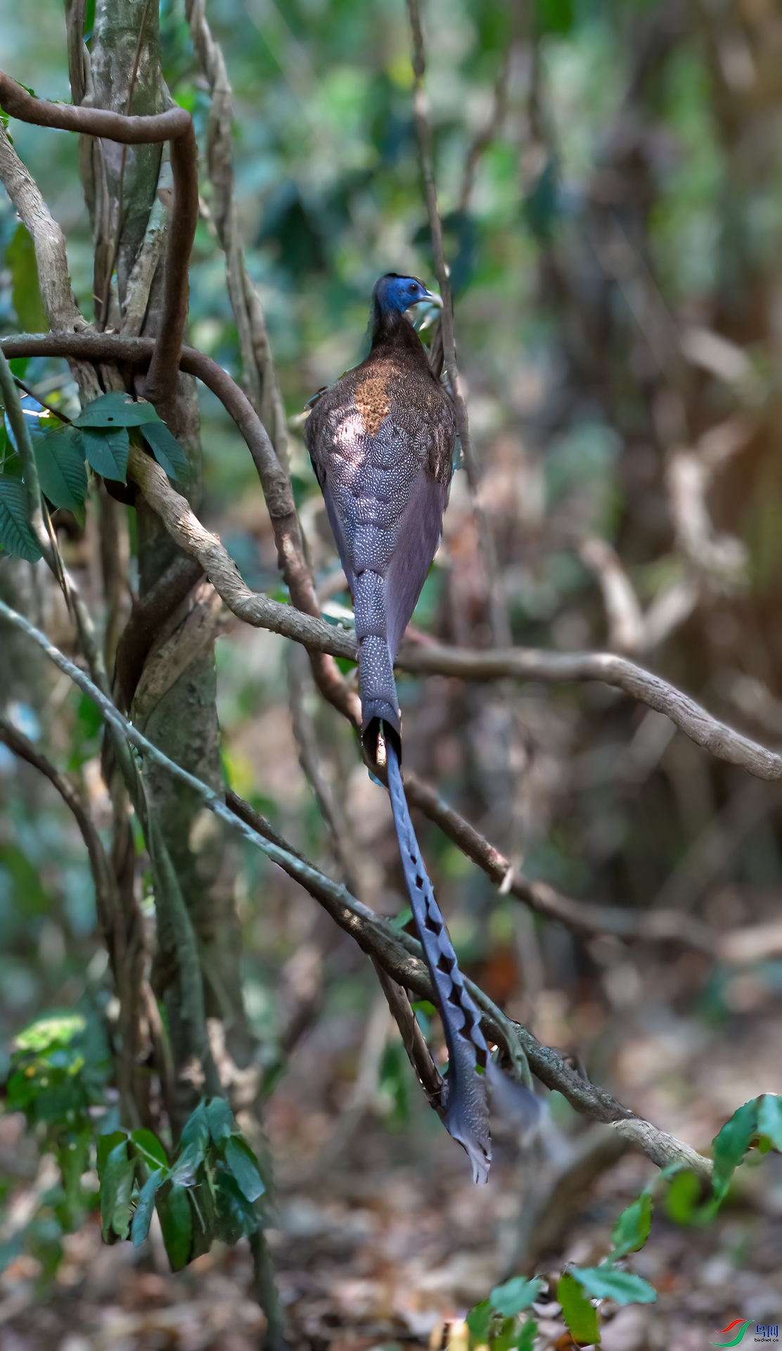 DSC_9247-12.jpg