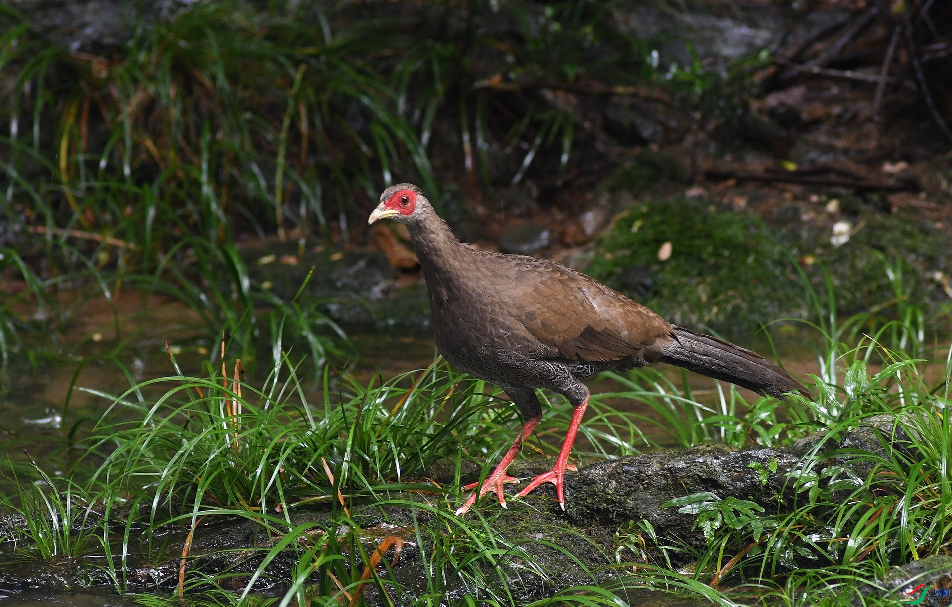 DSC_4254.jpg