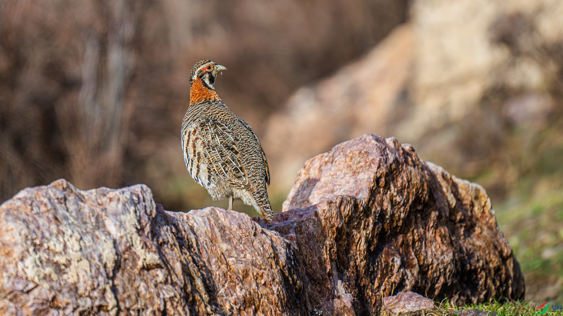 _DSC5617-1_����.jpg