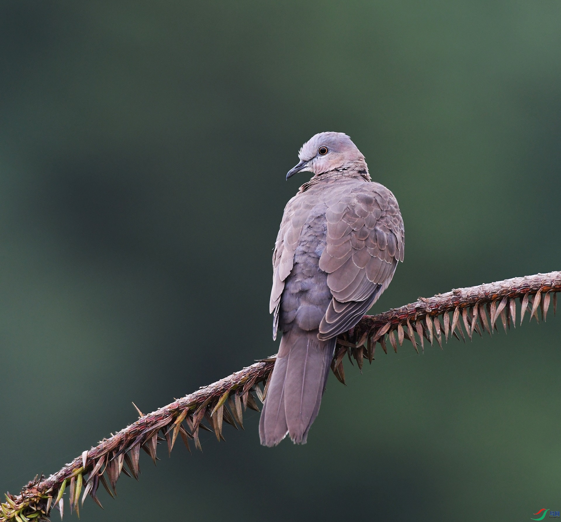 DSC_3579.jpg