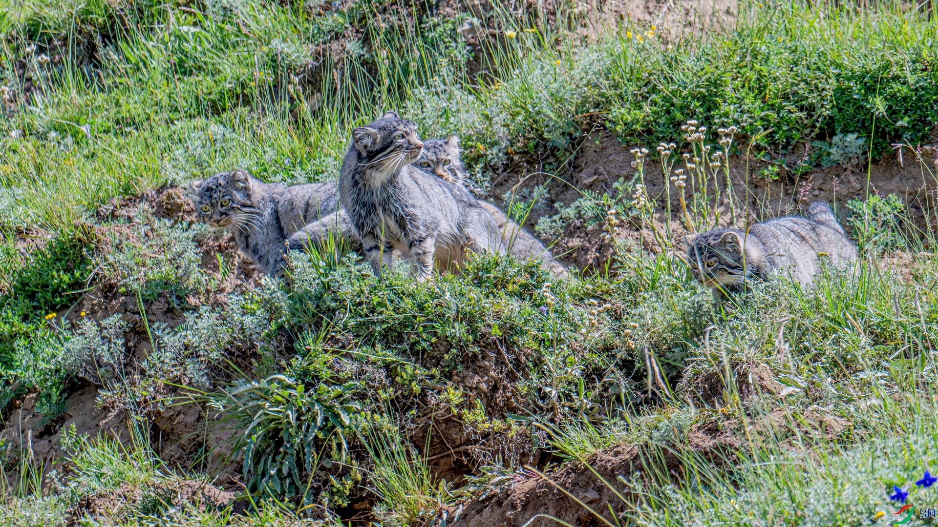 DSC_5940-3_����.jpg