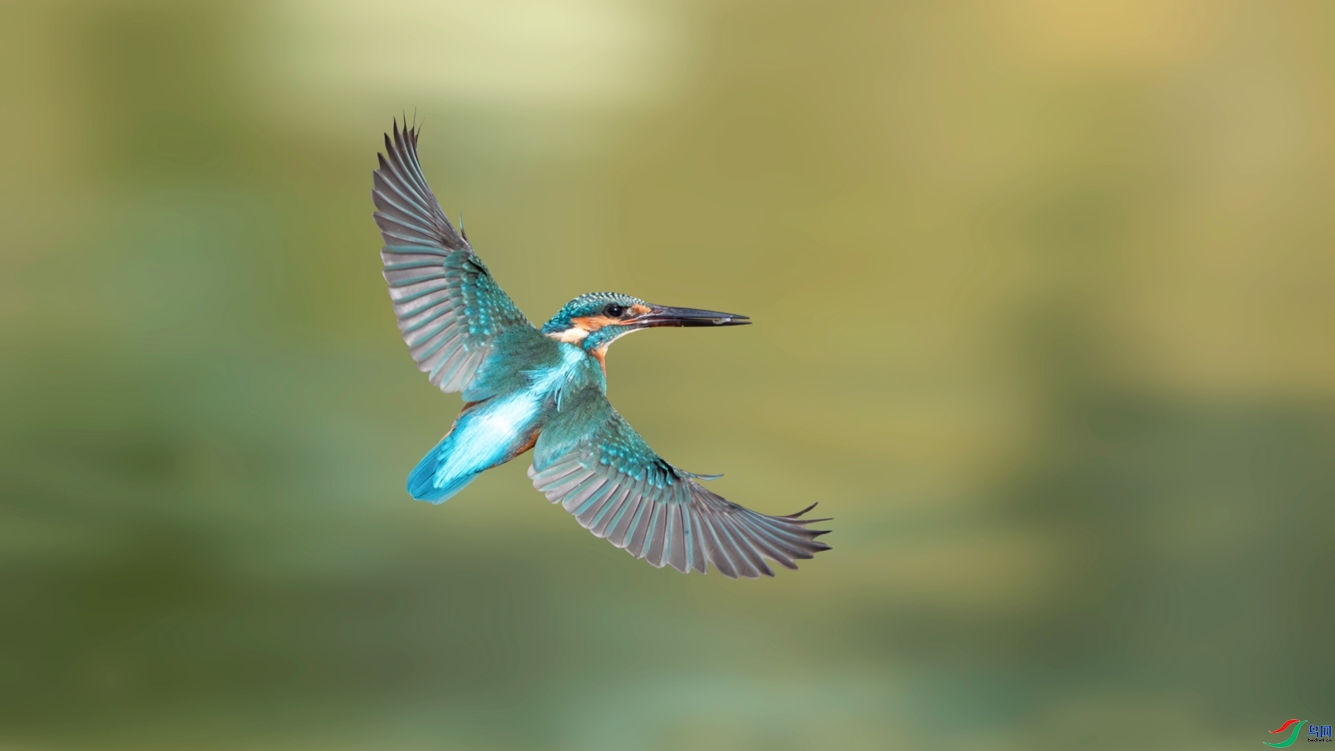 6.14��������ʦ��Ʒ���������ٻ�2026��6��14�ջ�Ա����.jpg