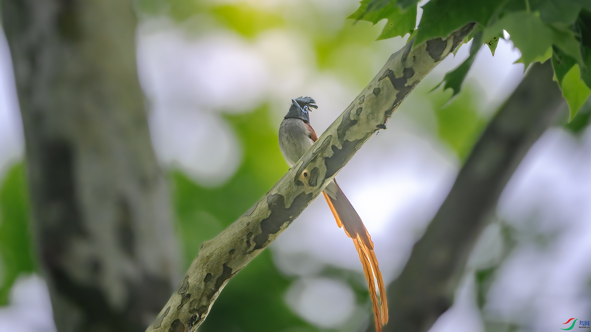 DSC_5090-����ǿ-NR ����.jpg