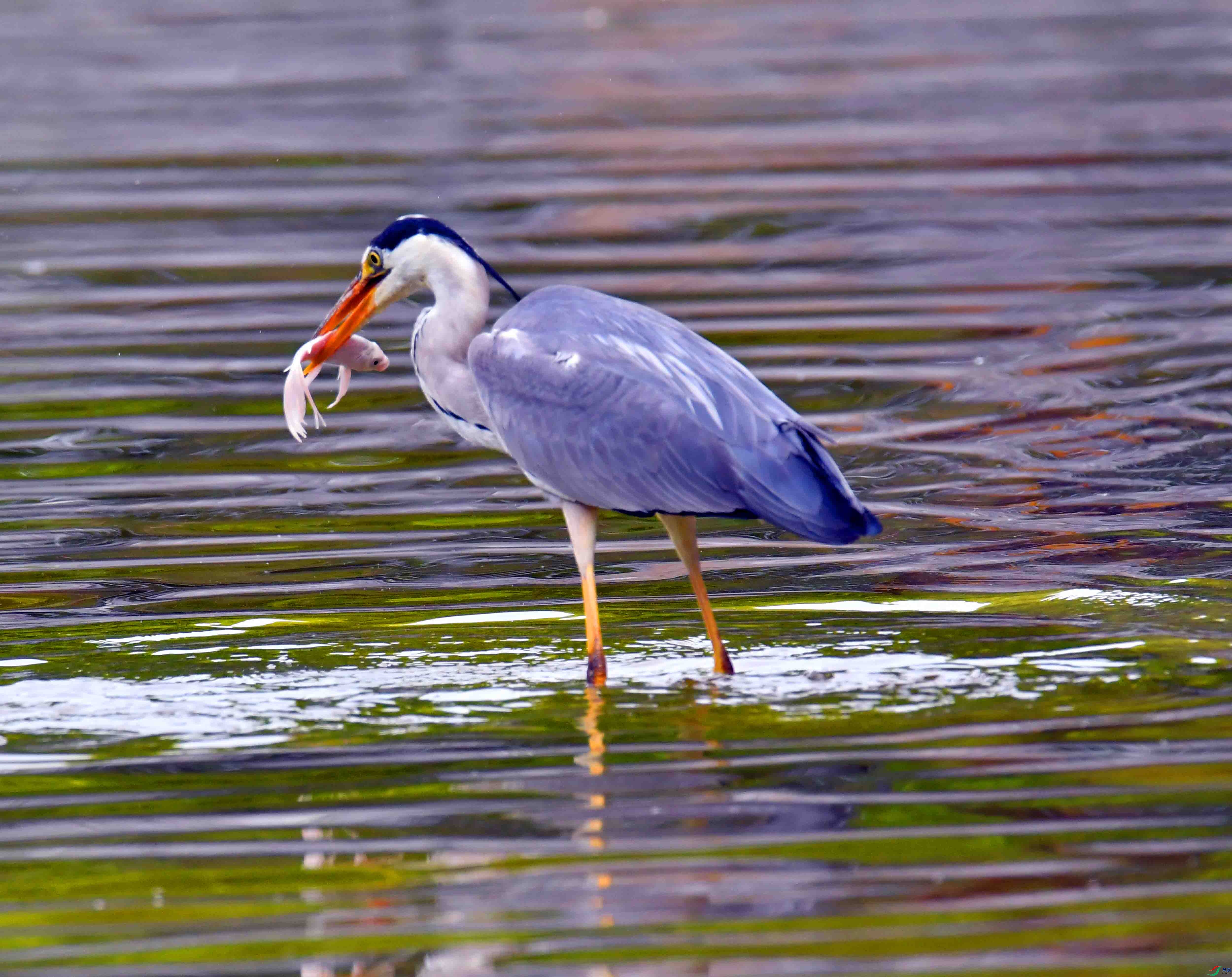 DSC_9227.JPG